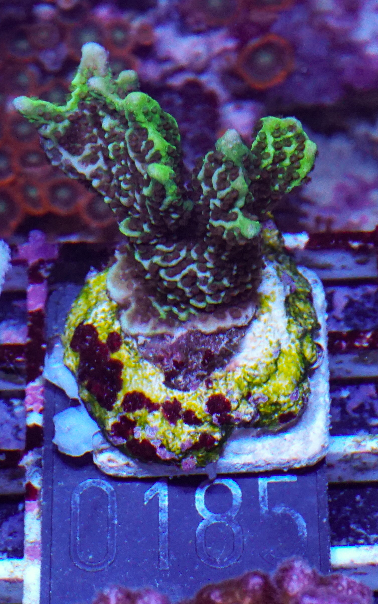 Montipora confusa