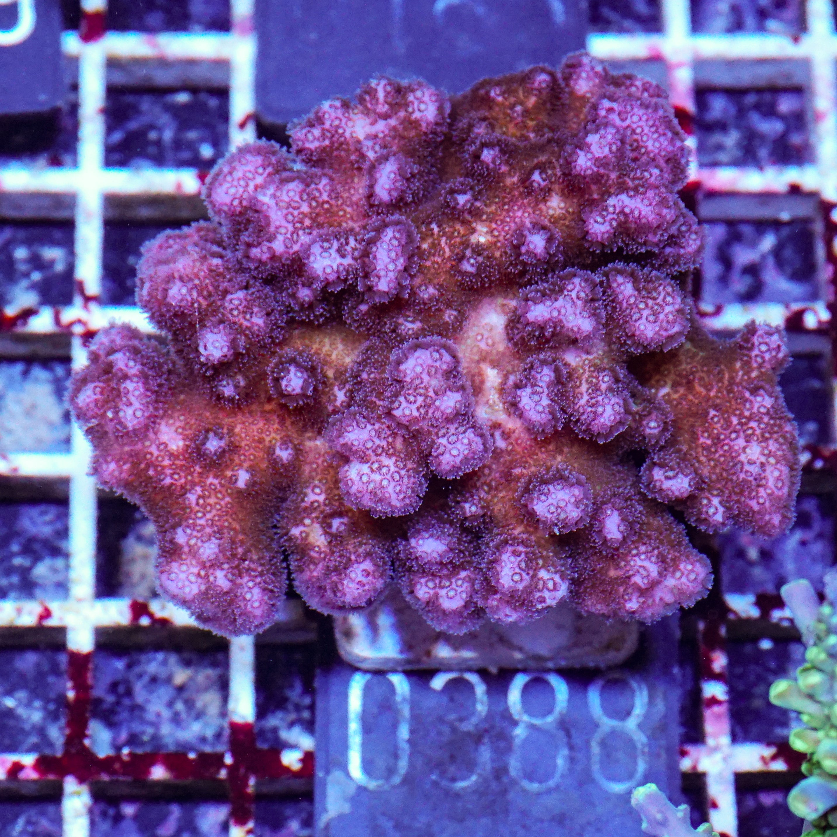 Pocillopora damicornis "pink"