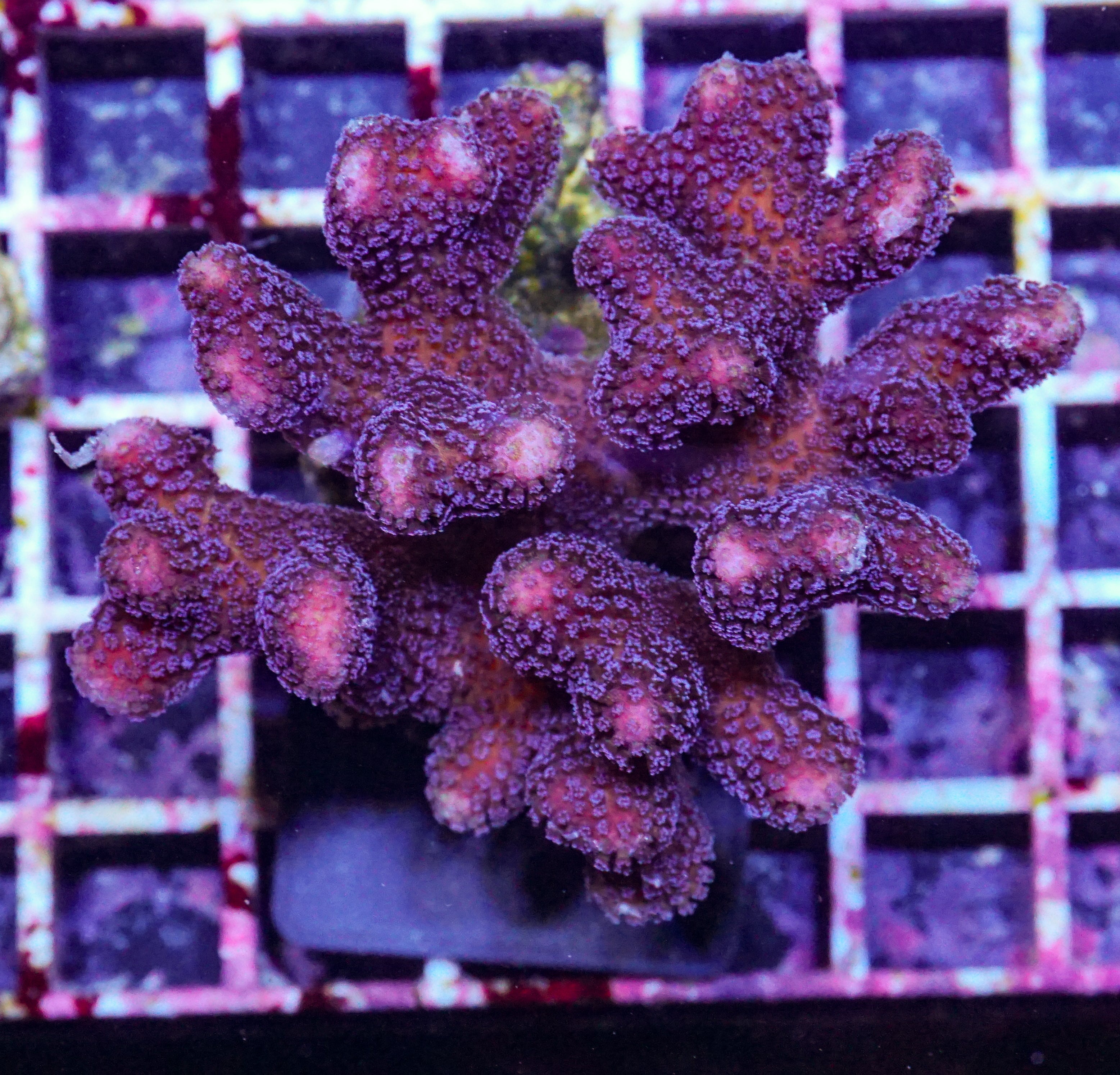 Stylophora pistillata "pink"