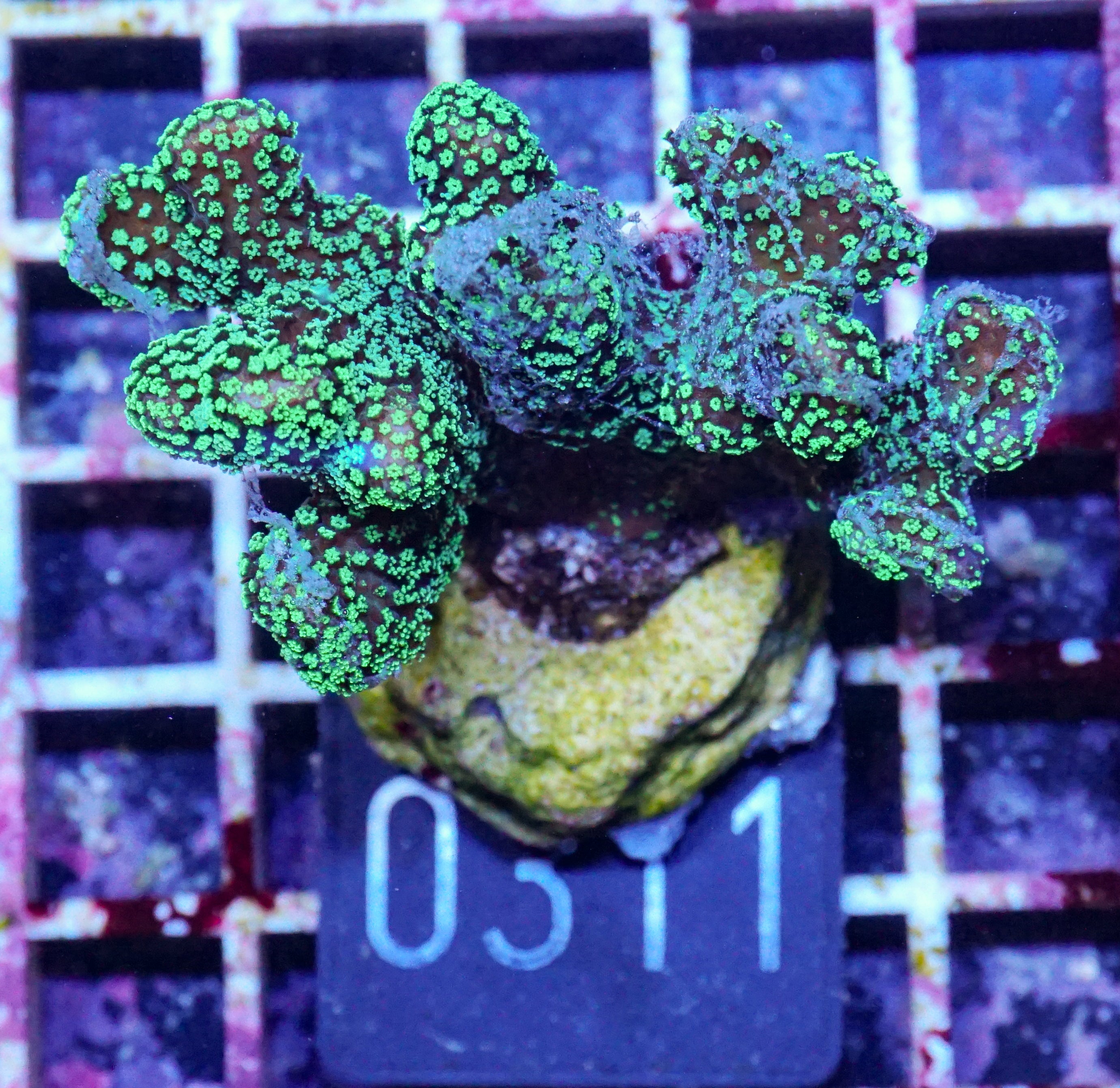 Stylophora pistillata "green"