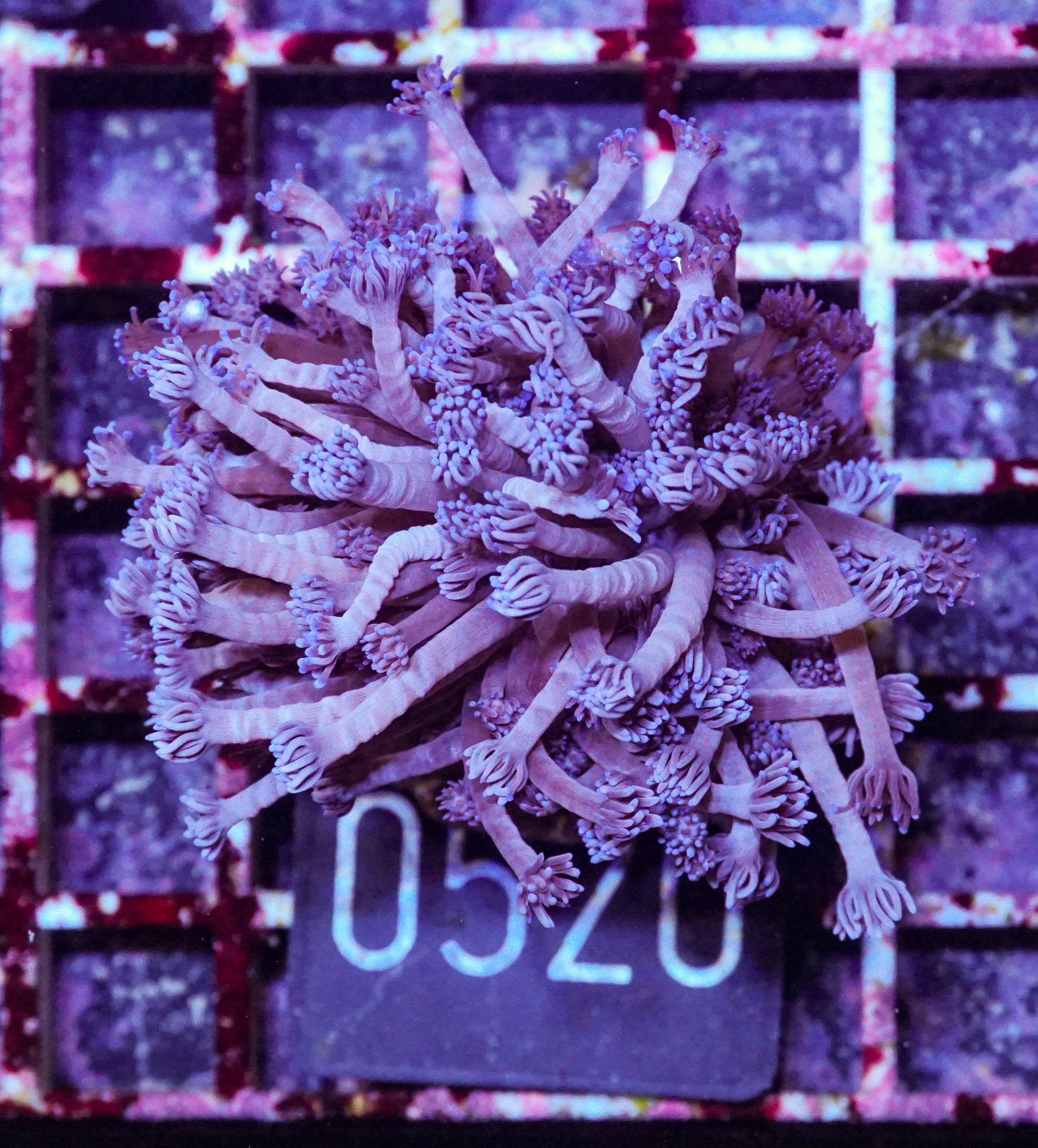 Goniopora lobata "lila"