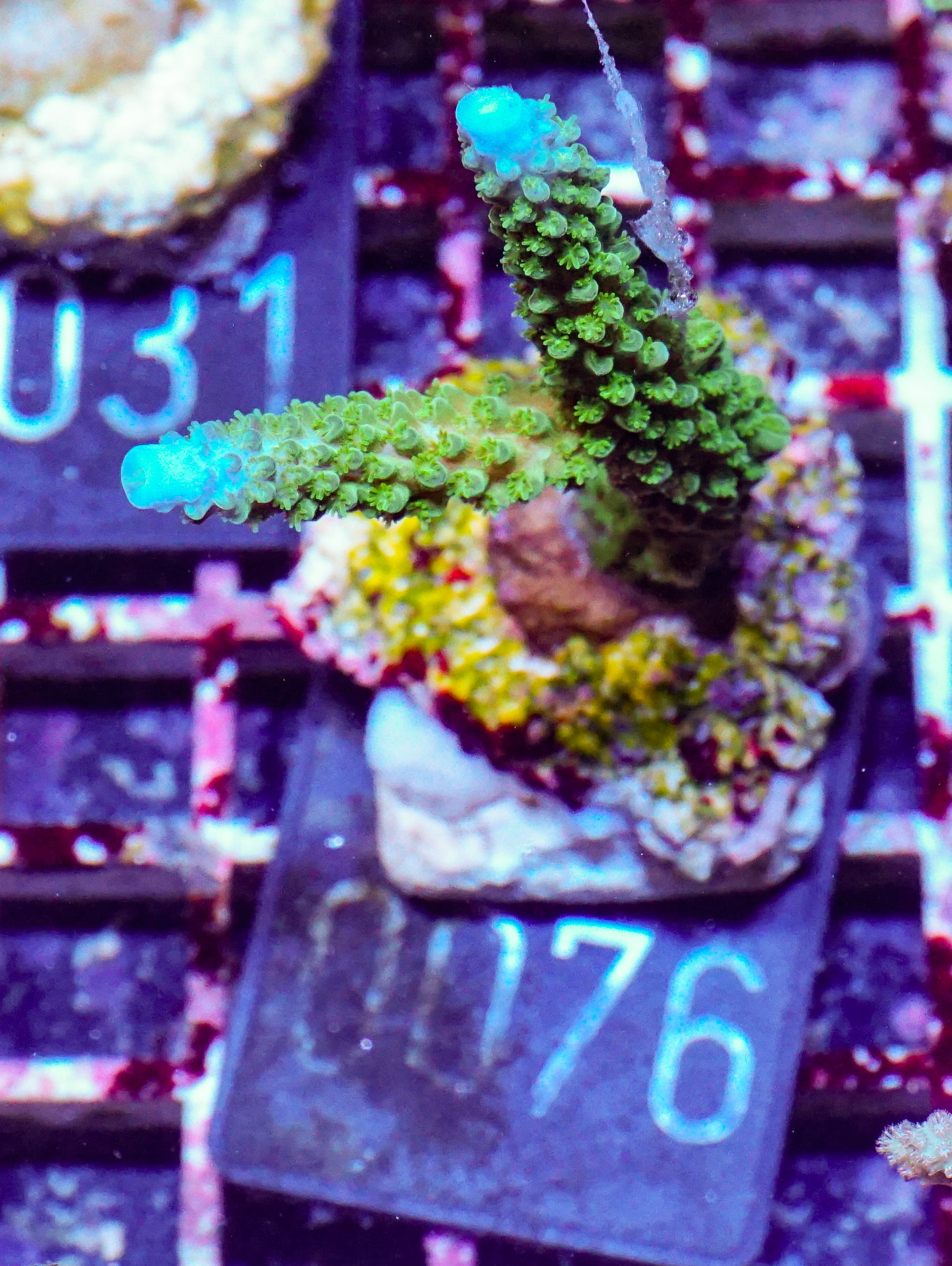 Acropora pulchra "die schöne" - rar und neu!
