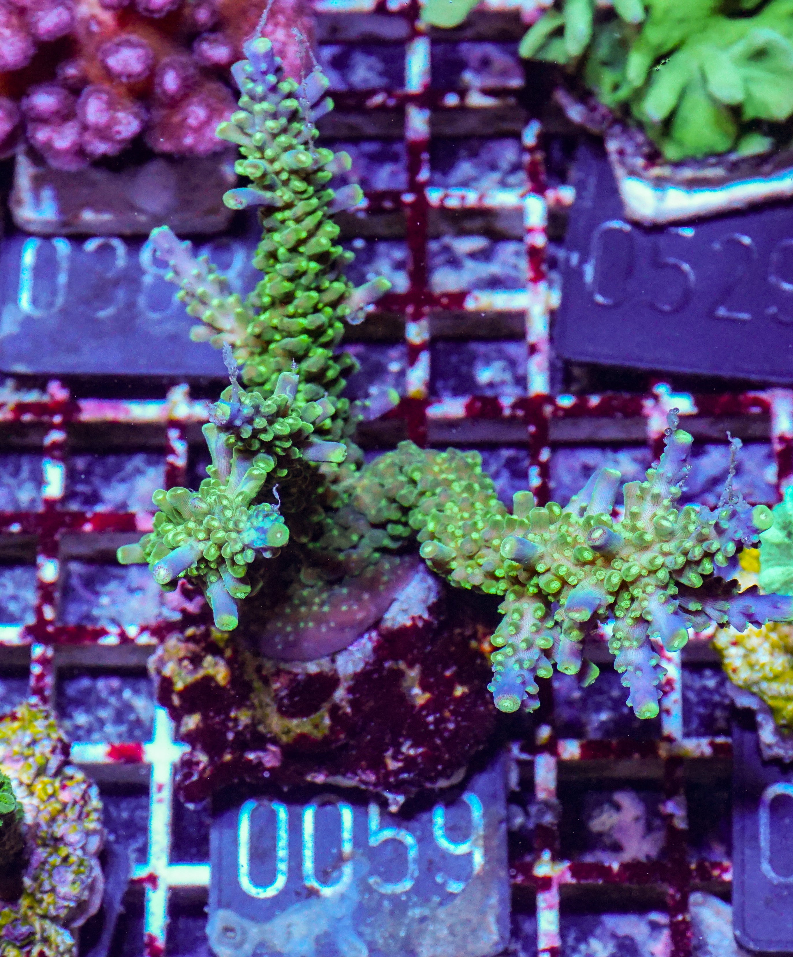 Acropora secale „Joker“