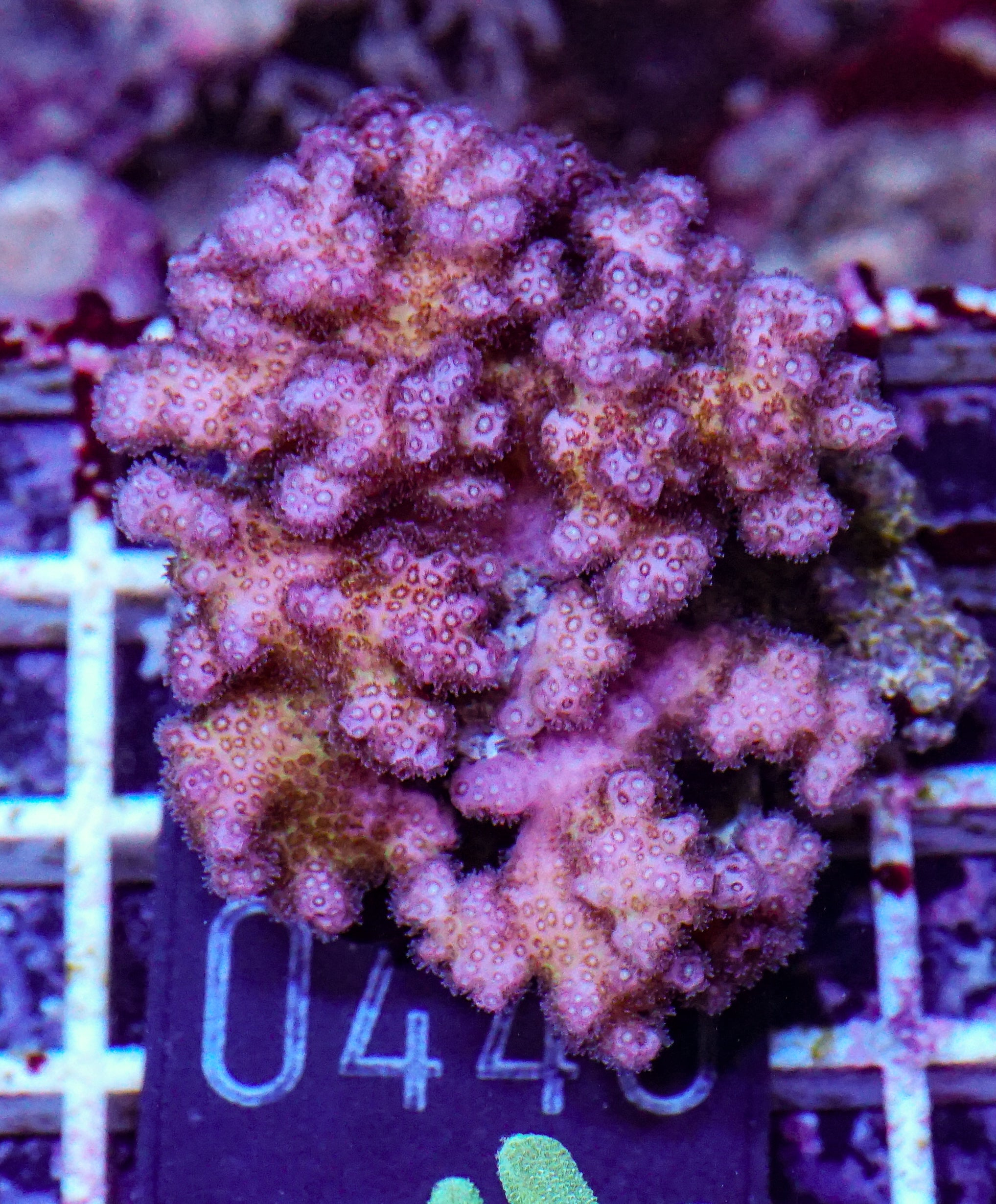 Pocillopora damicornis "pink"