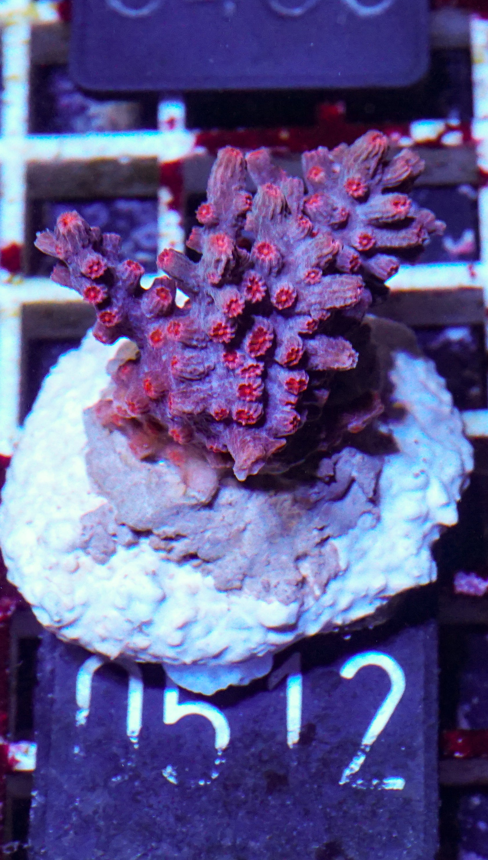 Cyphastrea decadia