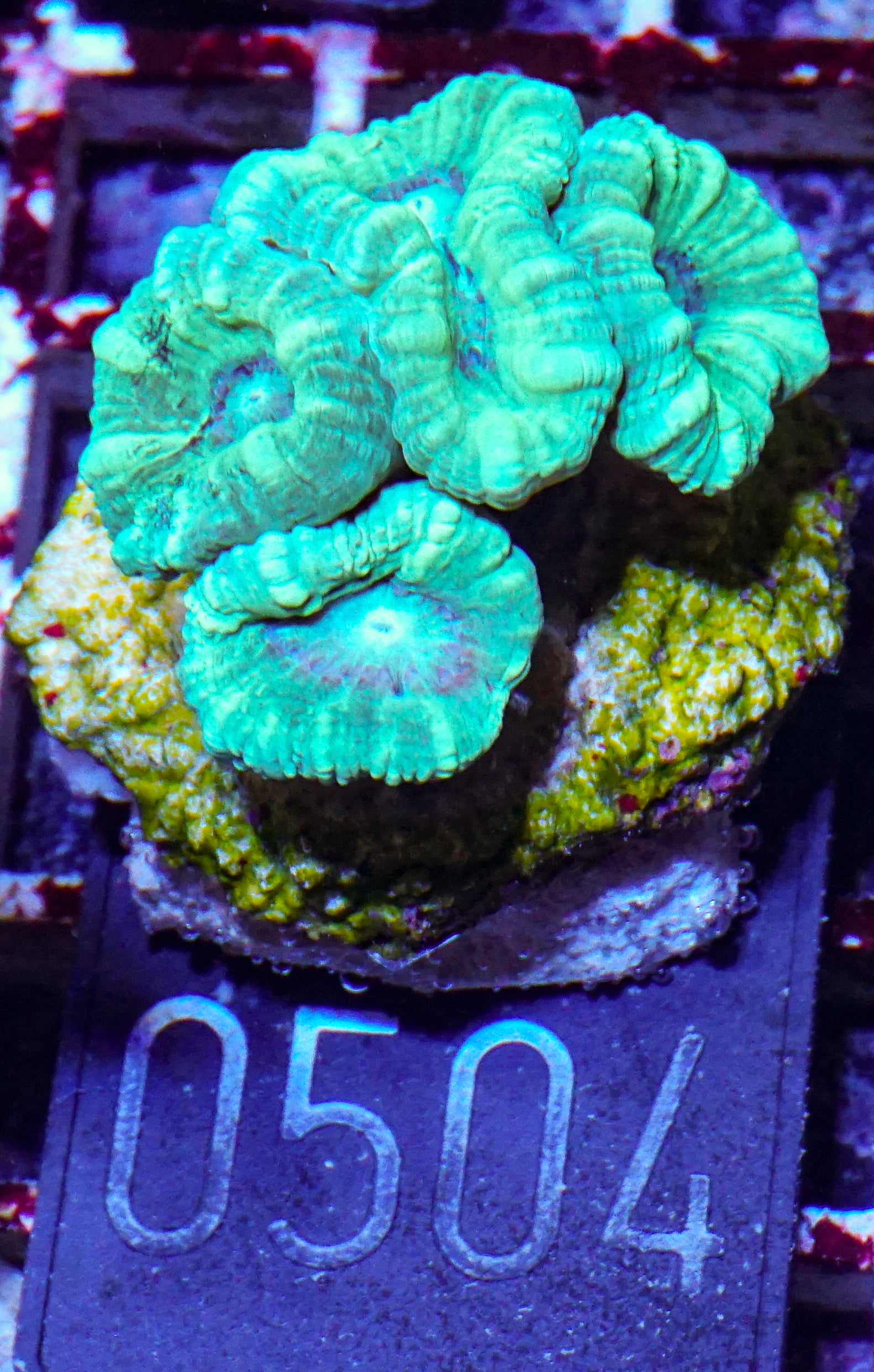 Caulastraea furcata