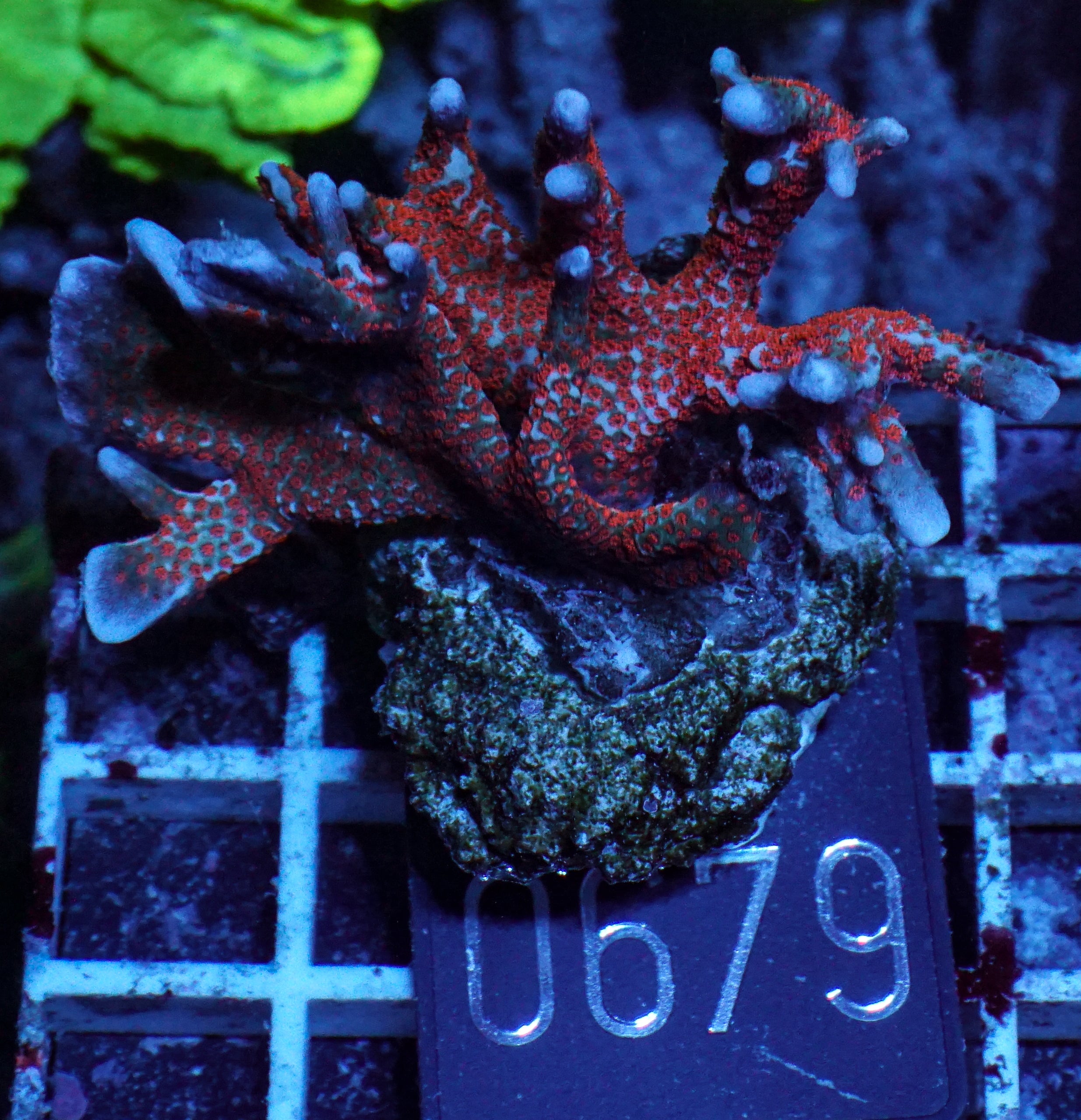 Montipora samarensis