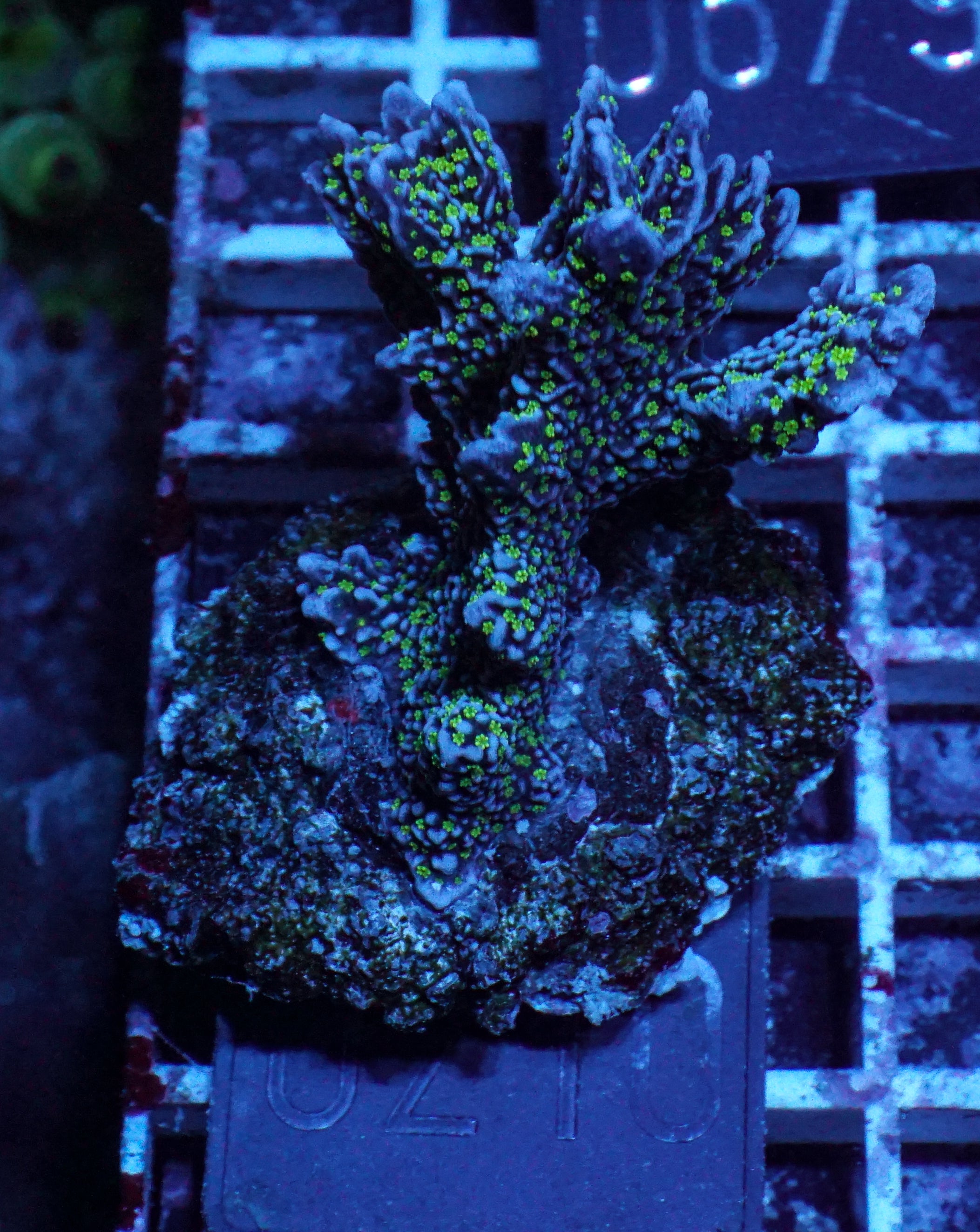 Montipora carinata “Star Wars”