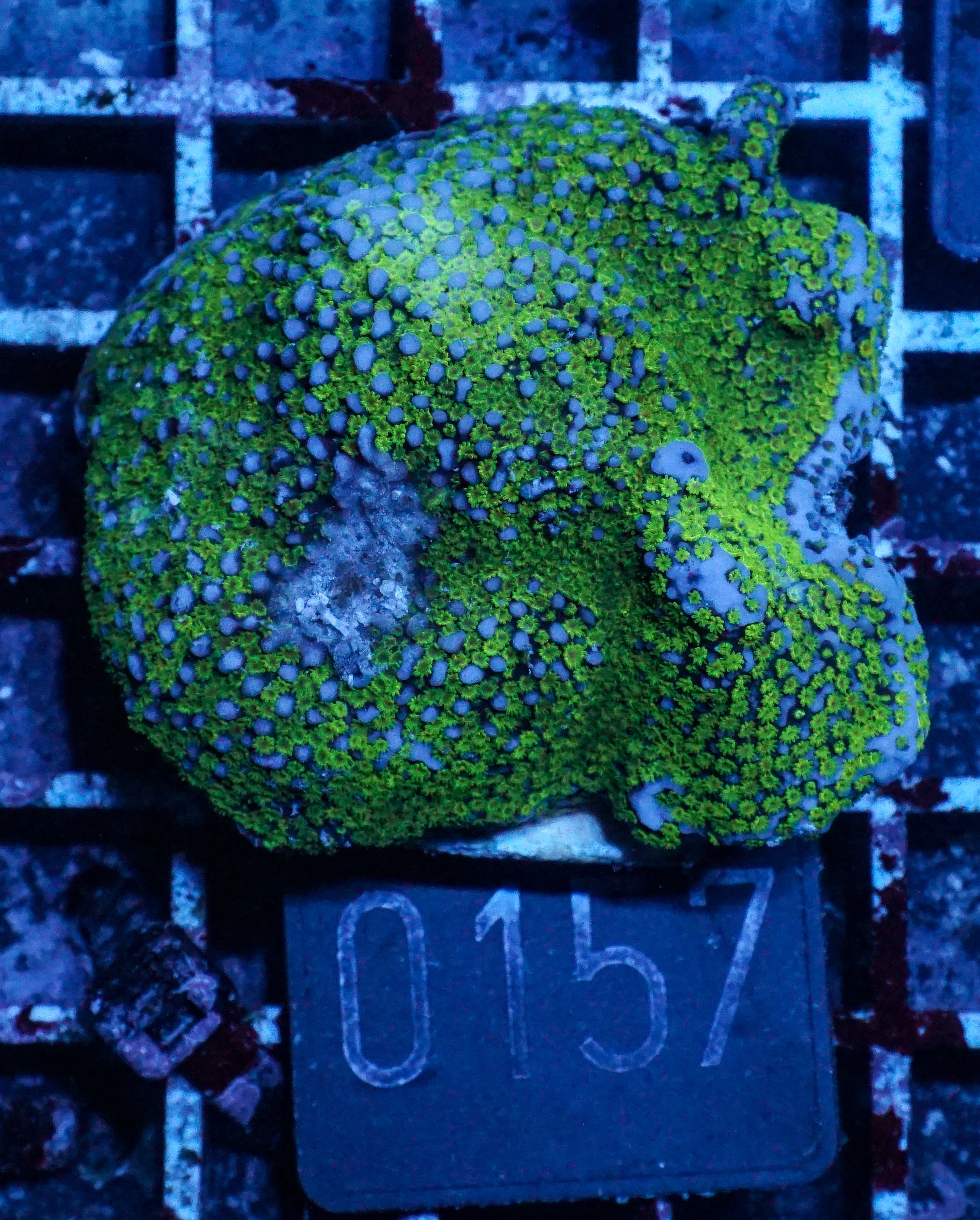 Montipora mollis "rainbow"