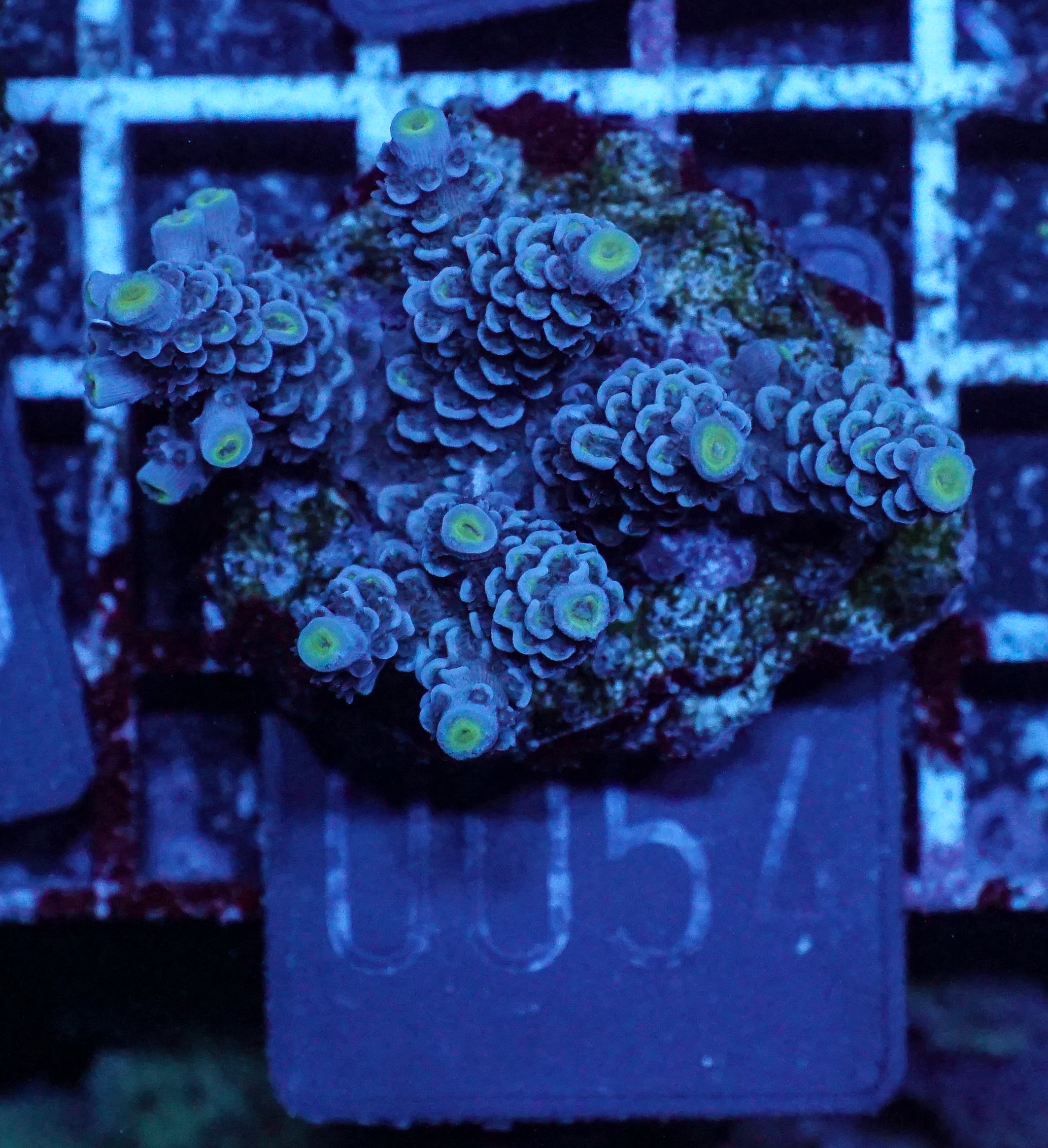 Acropora tenuis “Walt Disney art”