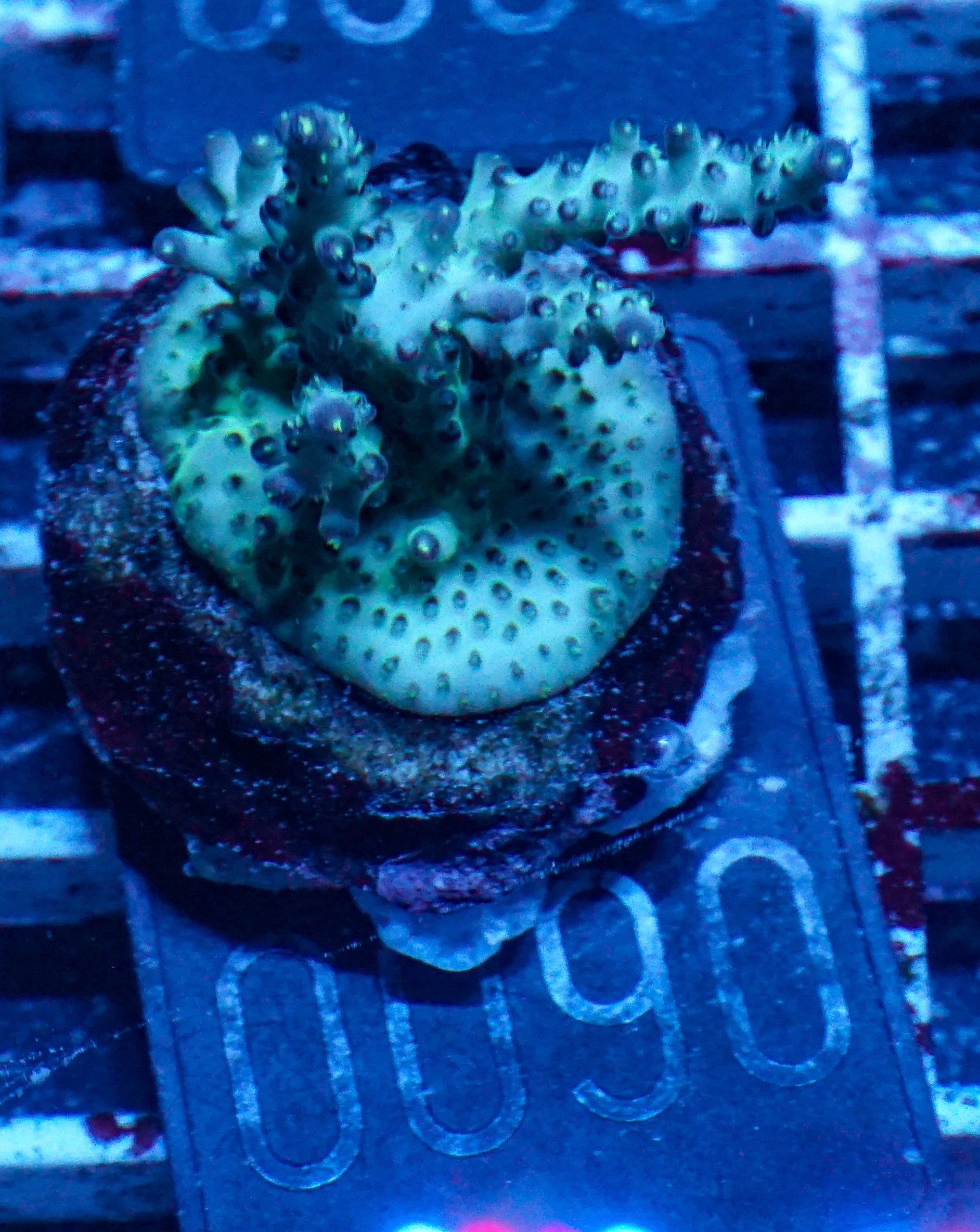 Acropora sp.