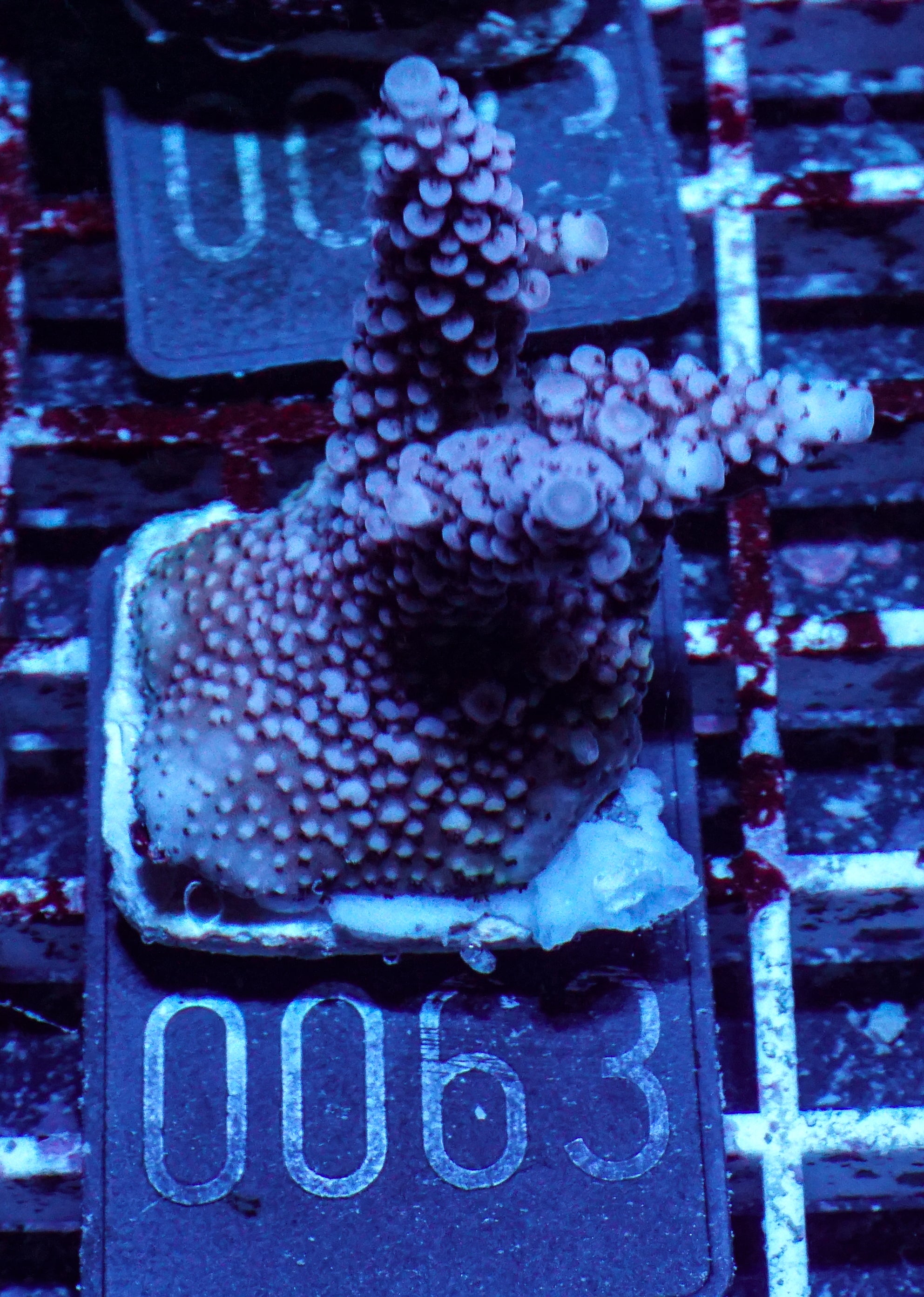 Acropora vermiculata “red jacket”