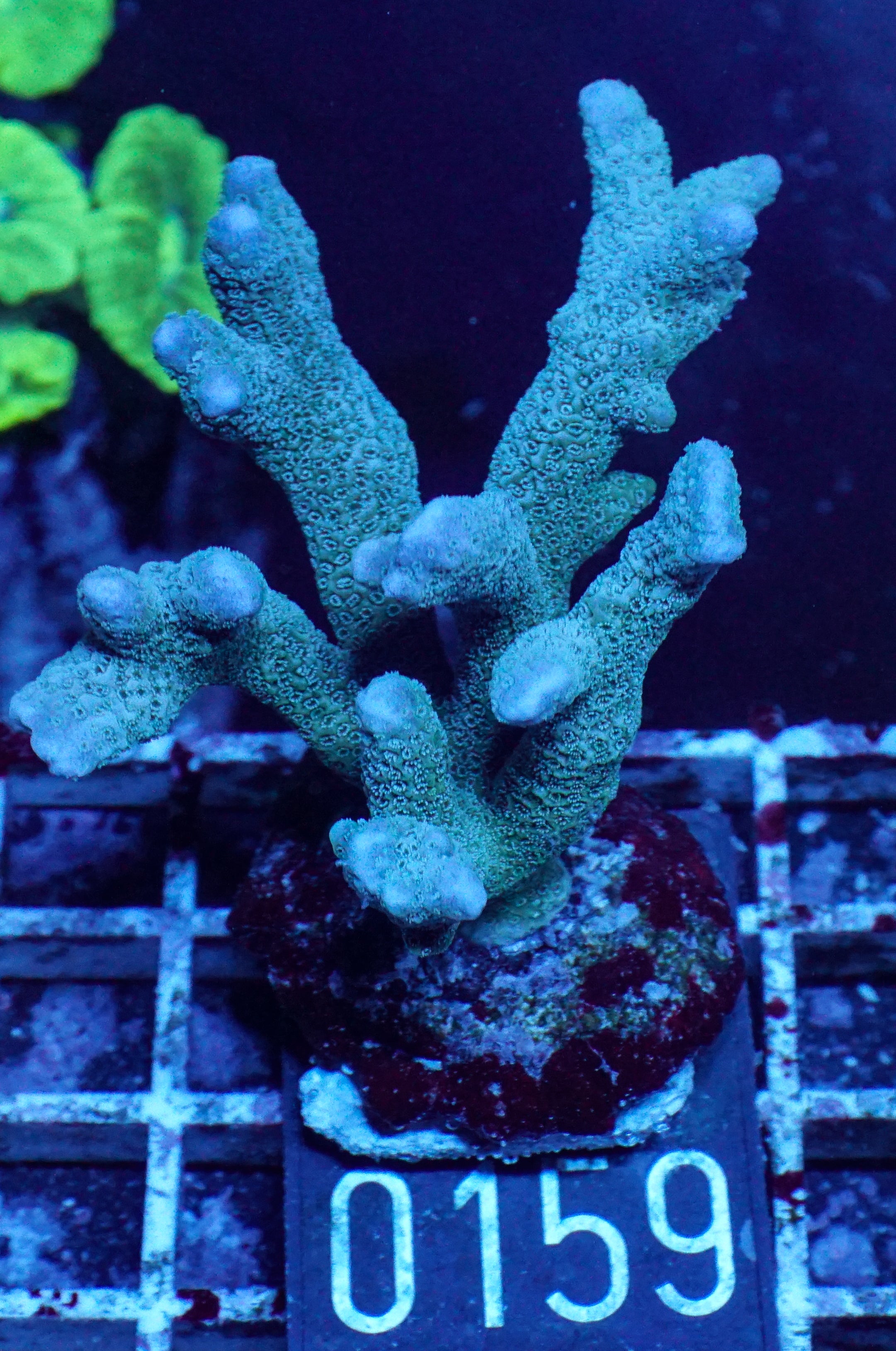 Montipora gaimardi