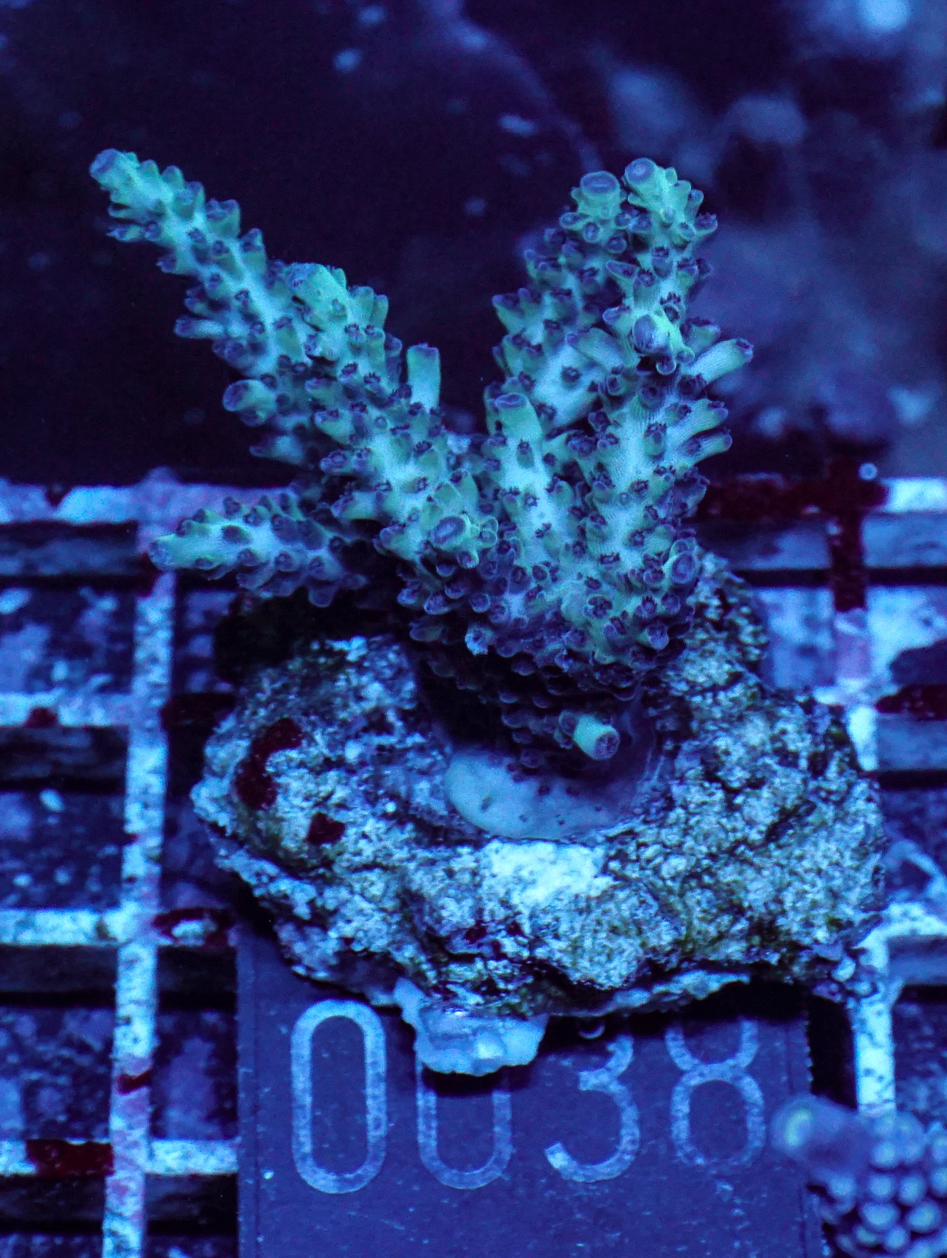 Acropora massawensis „false strawberry-shortcake"
