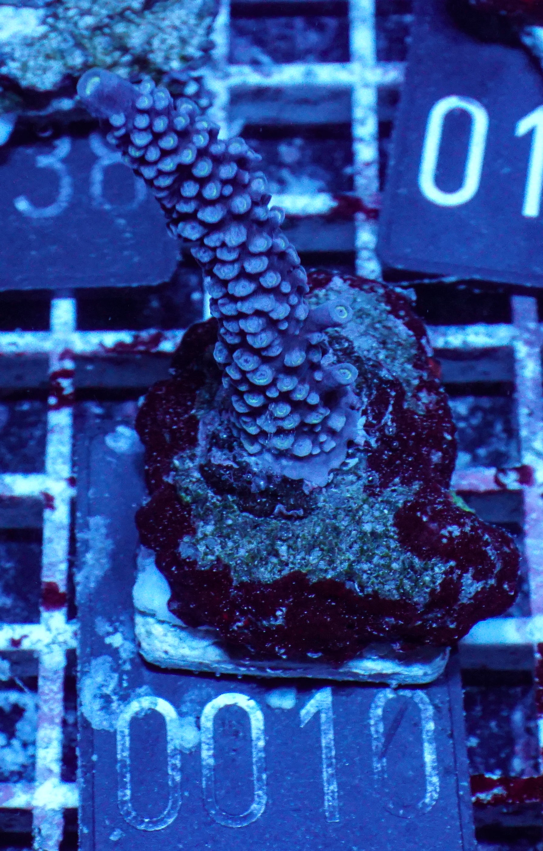 Acropora hoeskmai „blue robin“