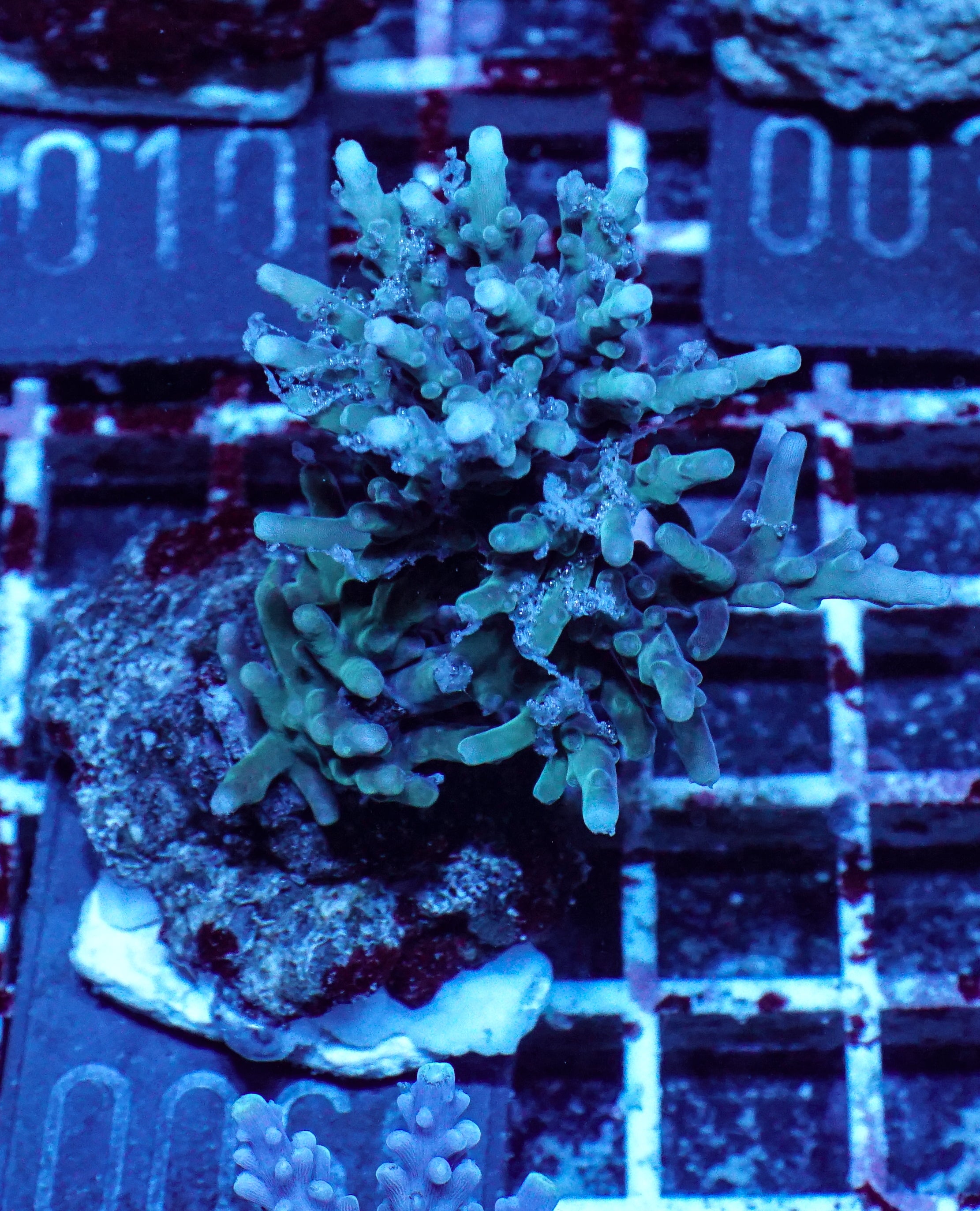Acropora echinata