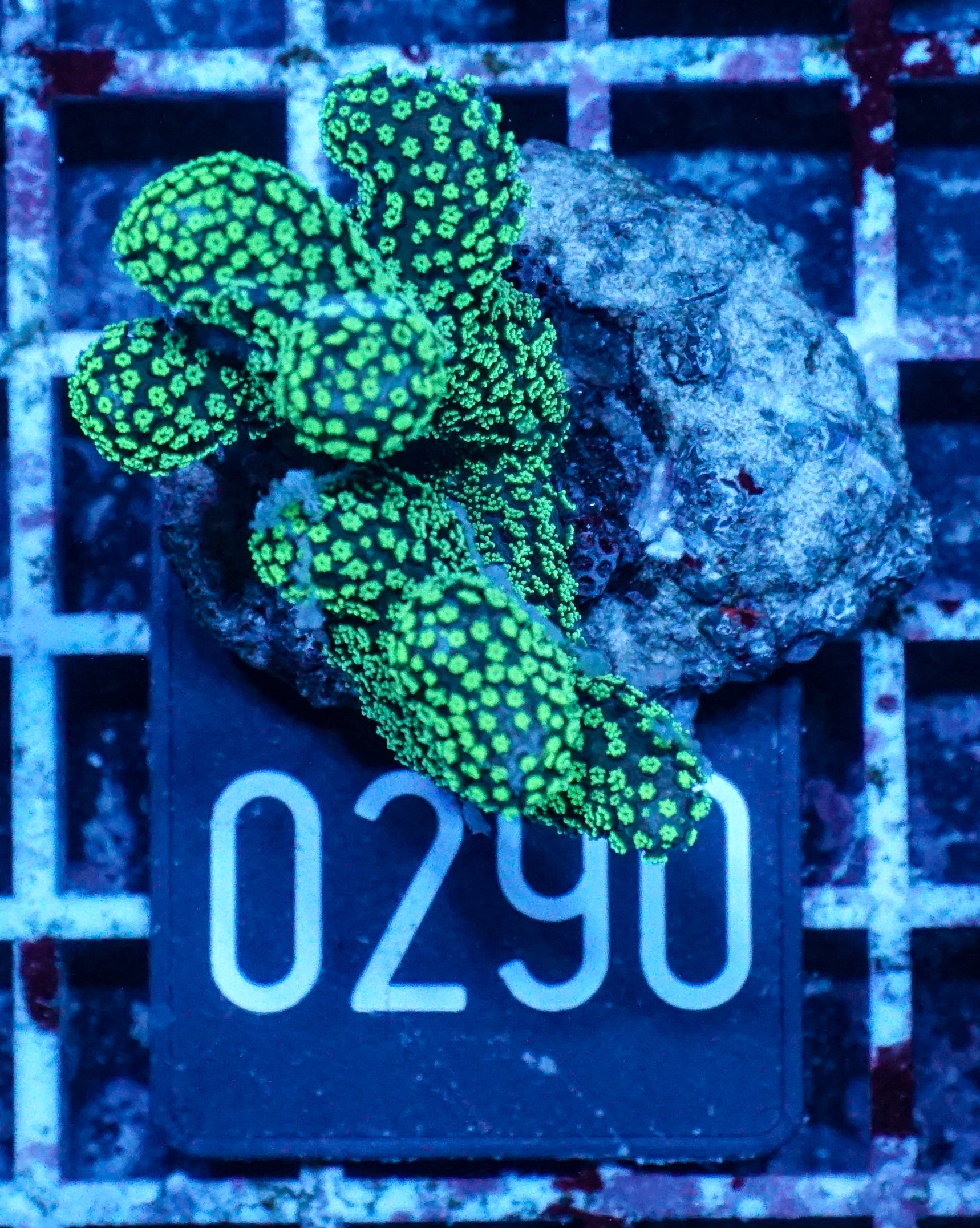 Stylophora pistillata "green"