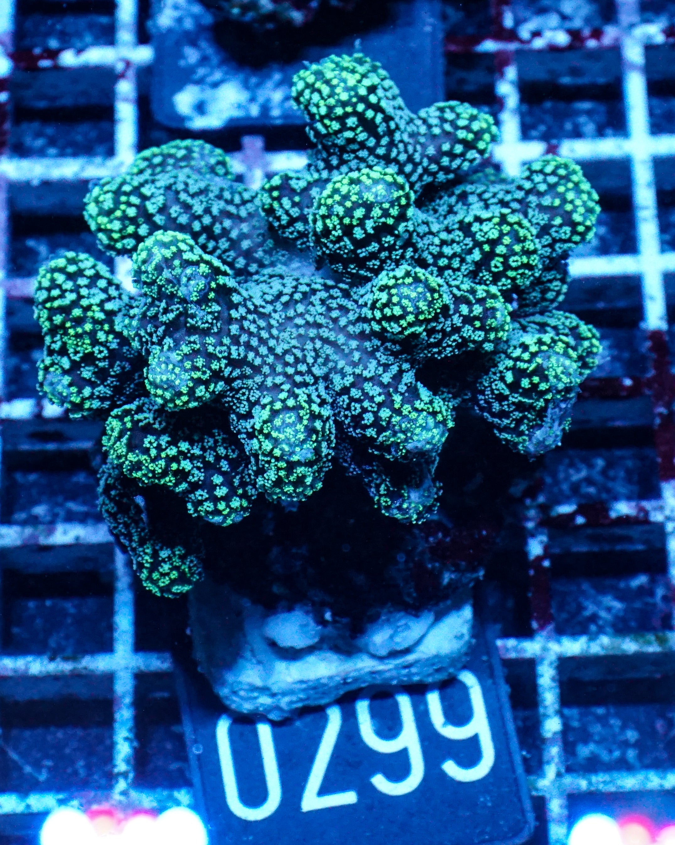 Stylophora pistillata "green"