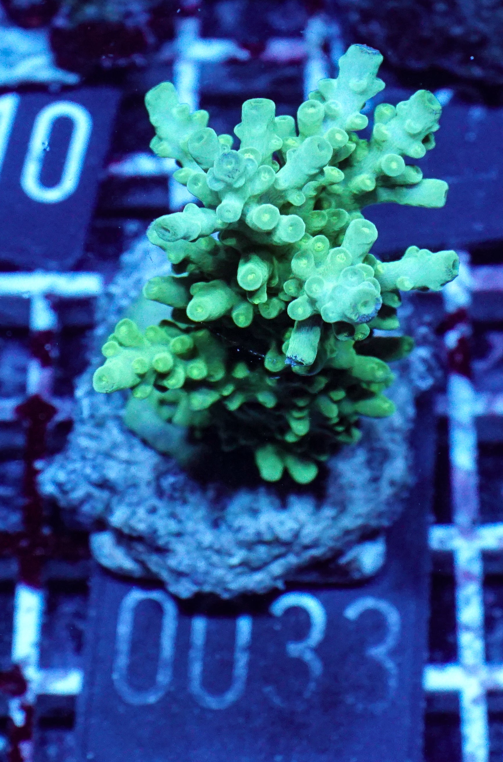 Acropora austera „golden age“