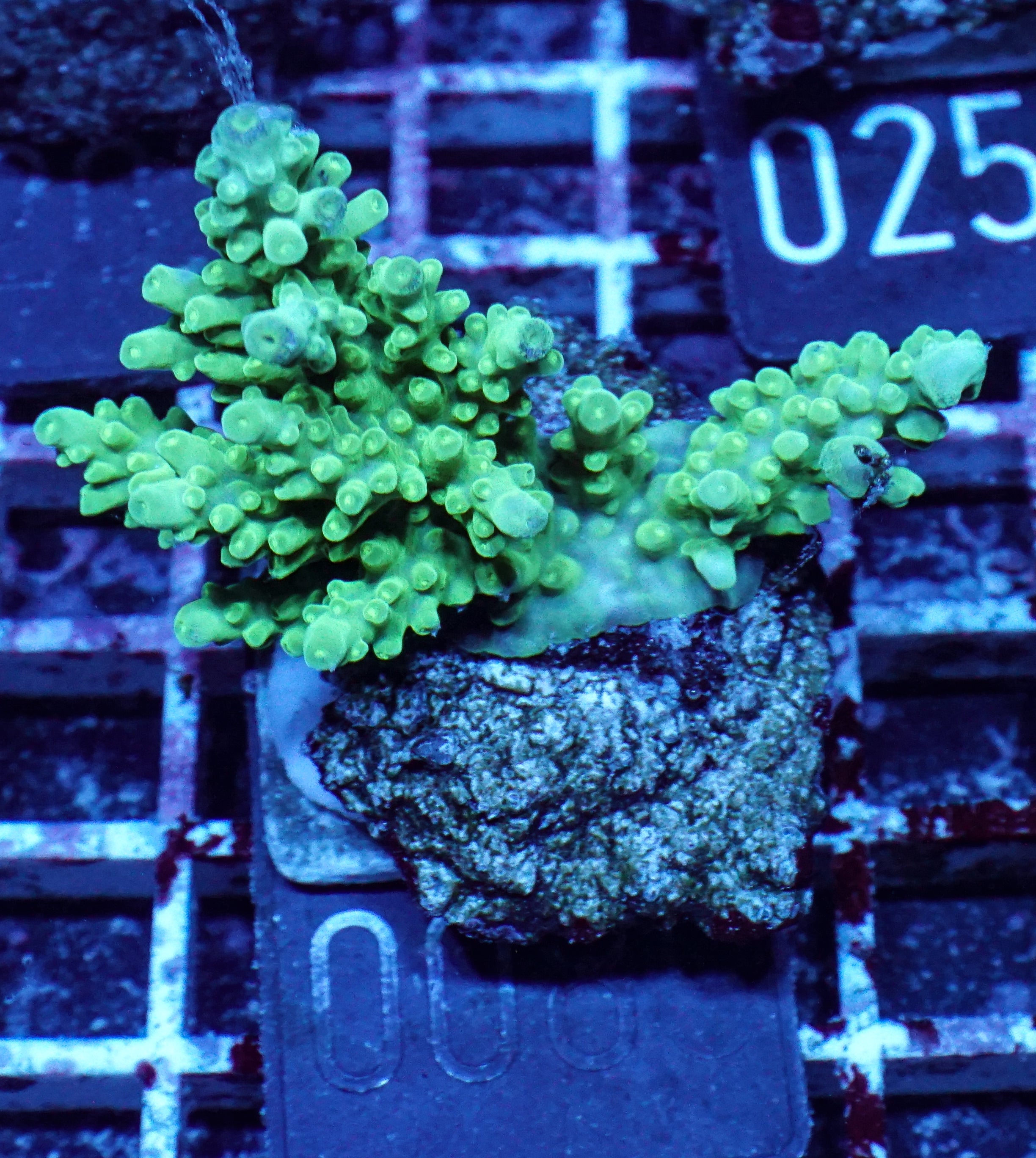 Acropora austera „golden age“