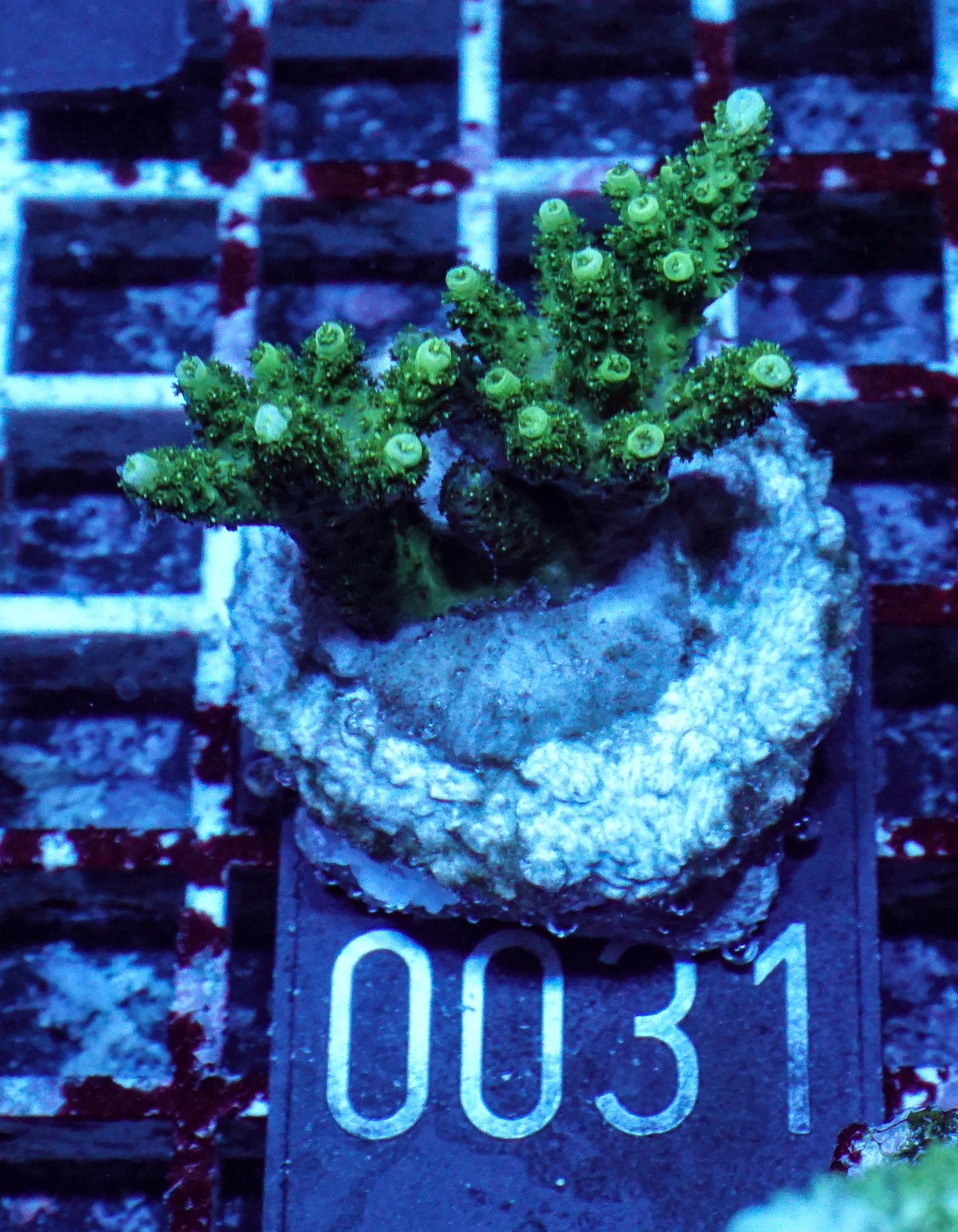 Acropora hyacinthus „green forest“