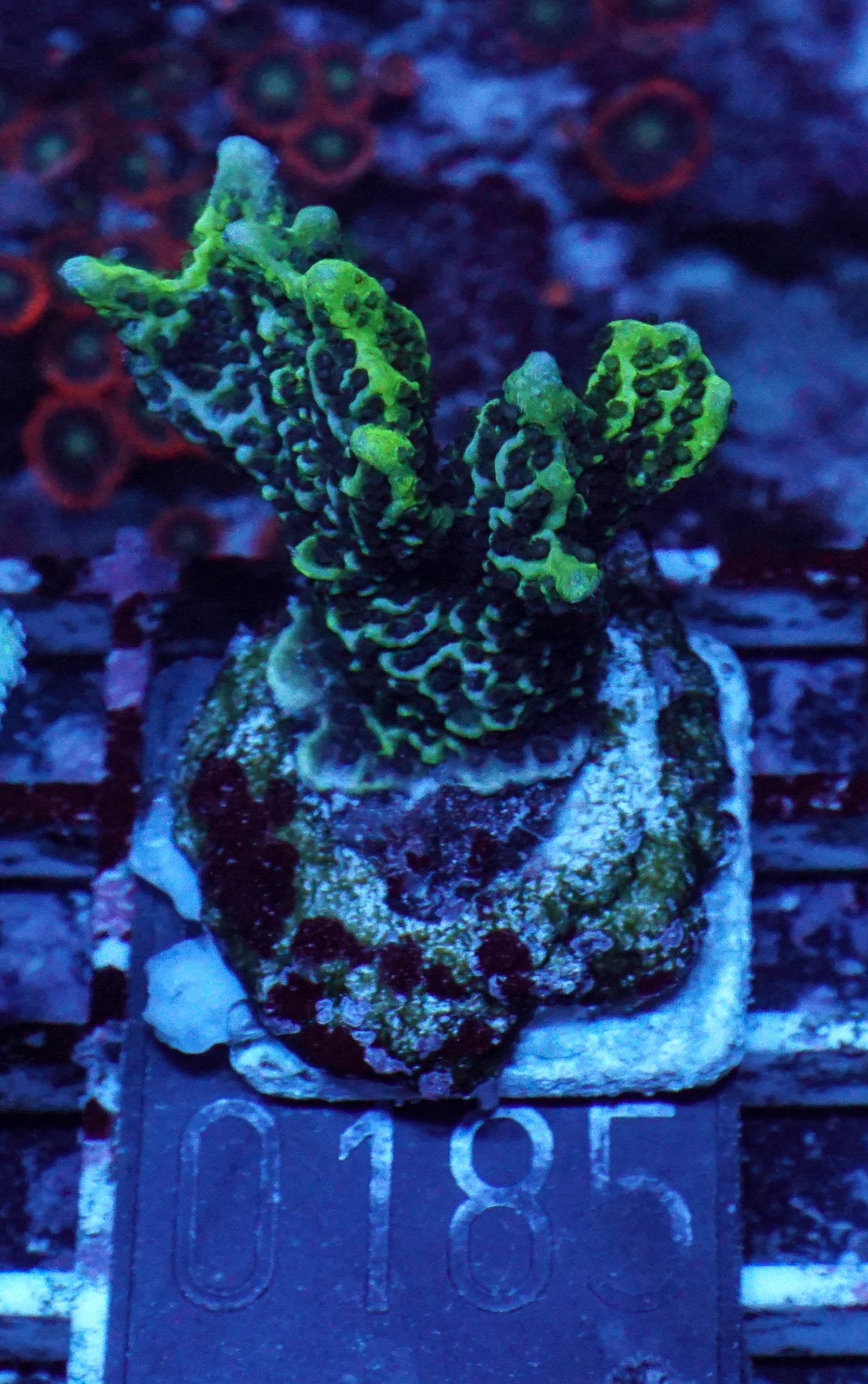 Montipora confusa