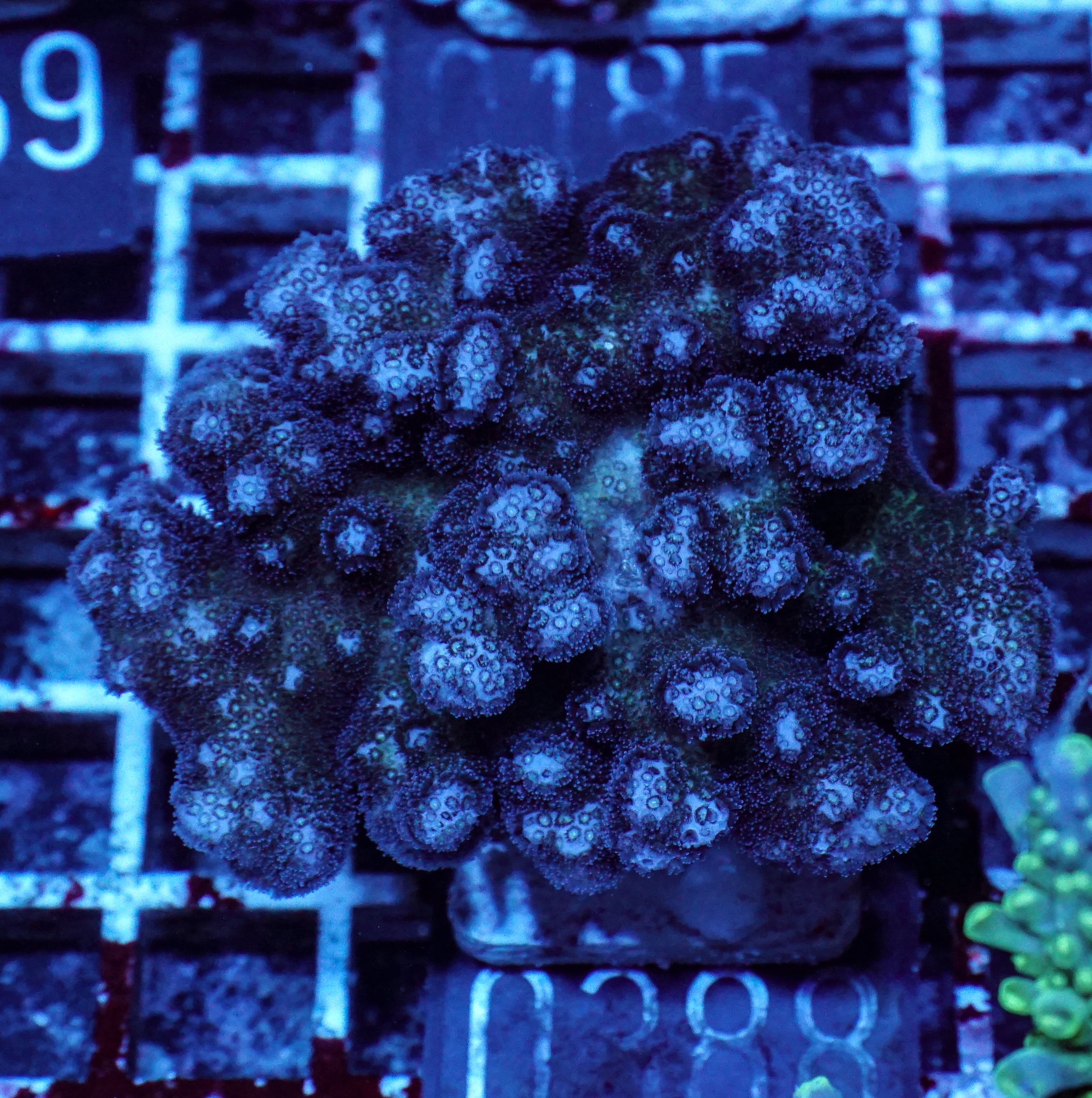 Pocillopora damicornis "pink"