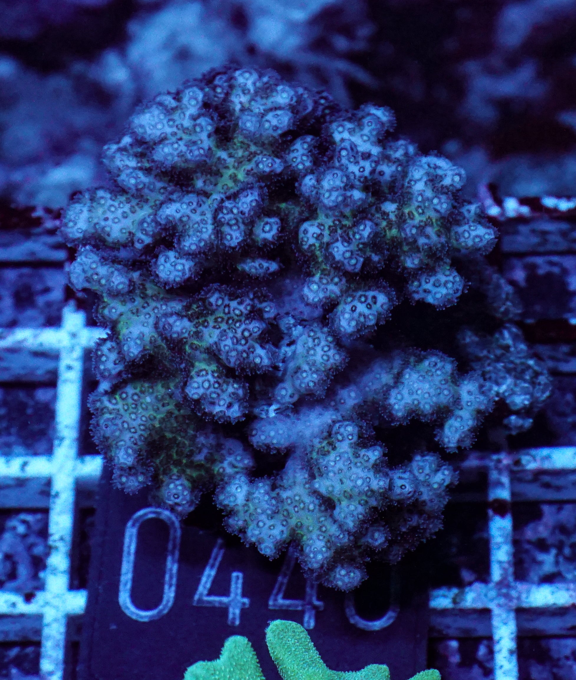 Pocillopora damicornis "pink"