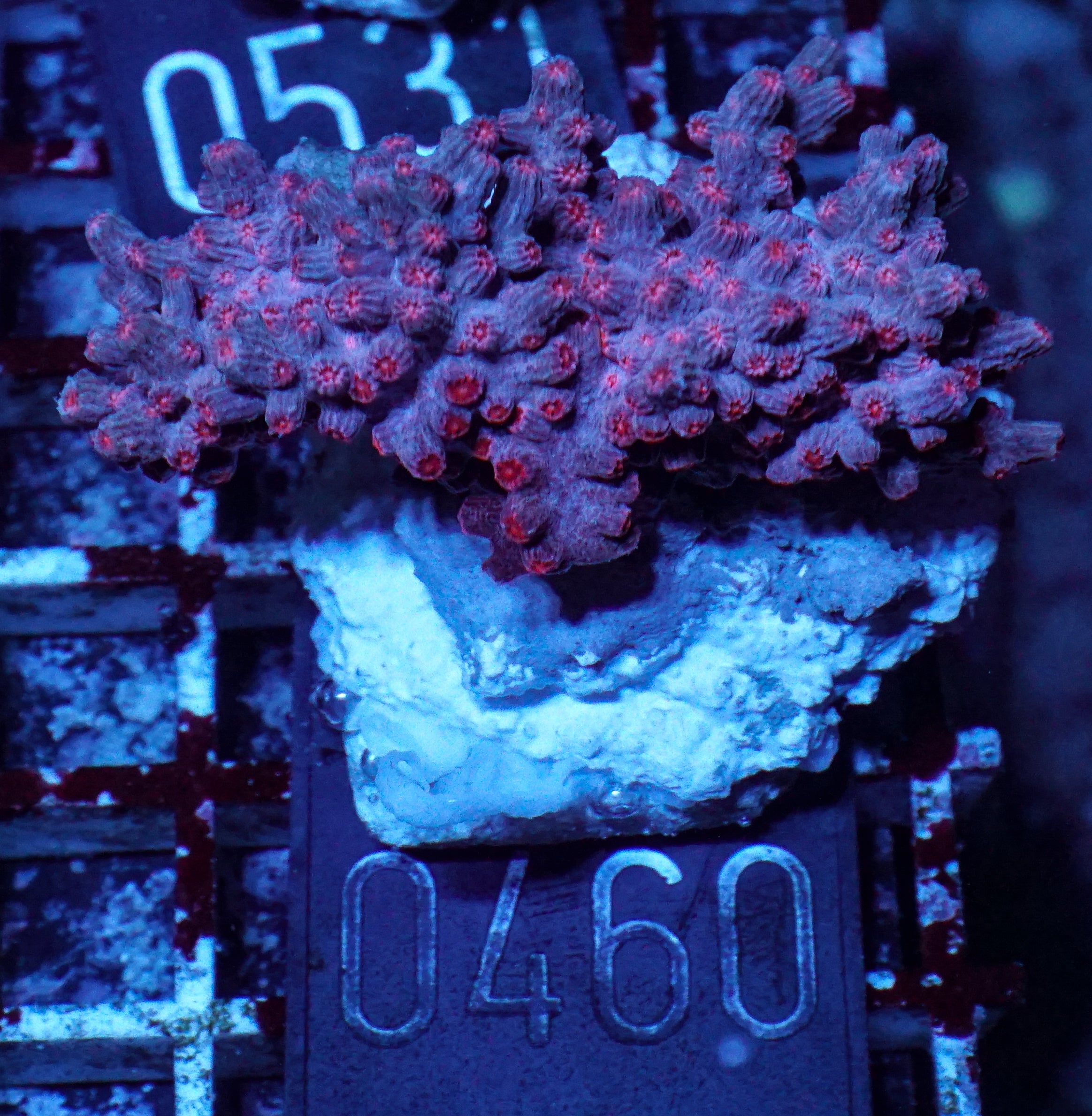 Cyphastrea decadia