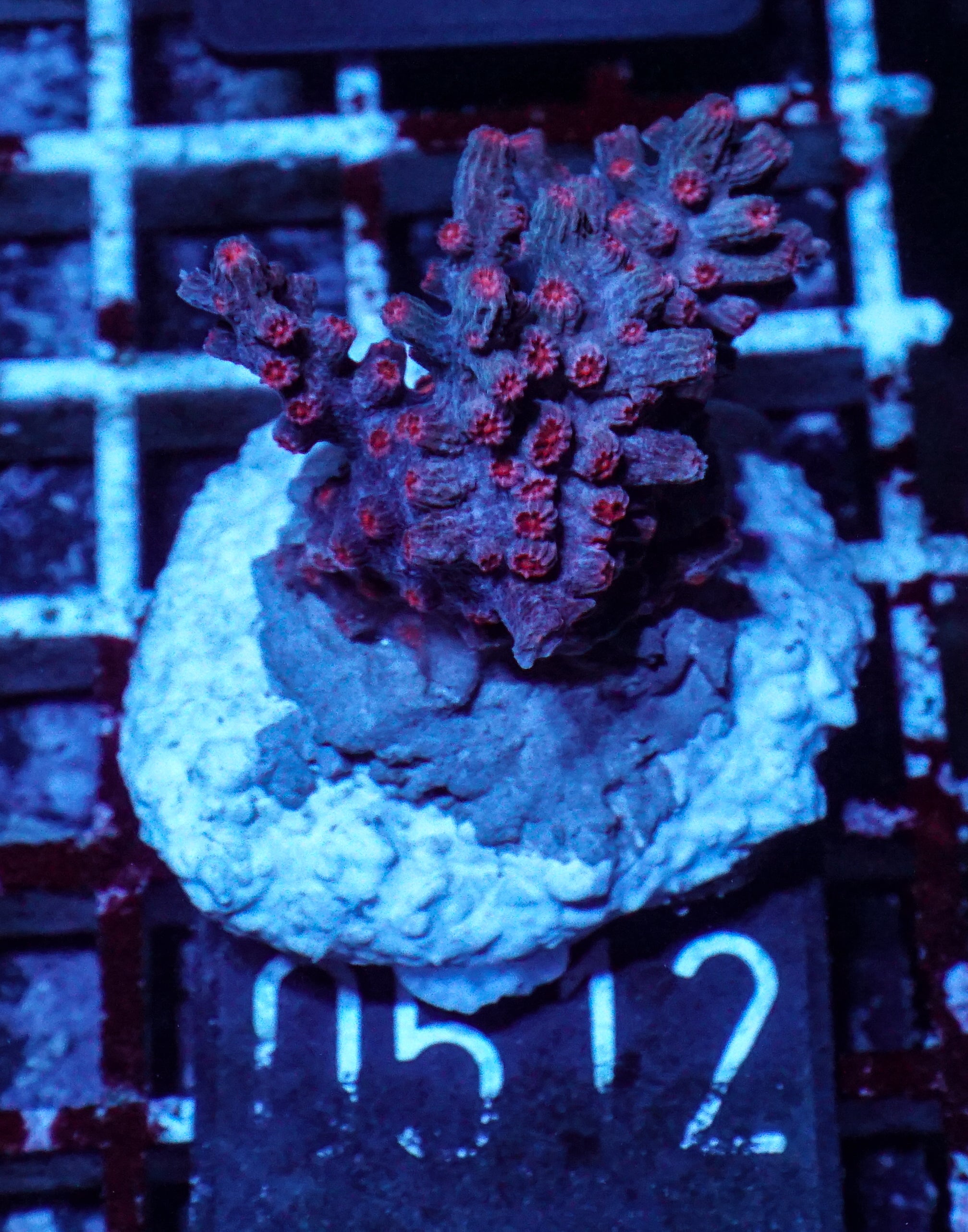 Cyphastrea decadia