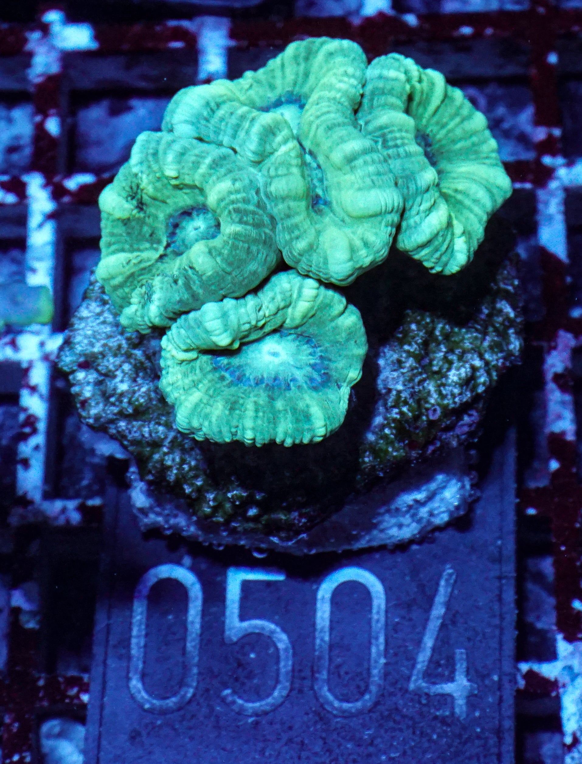 Caulastraea furcata
