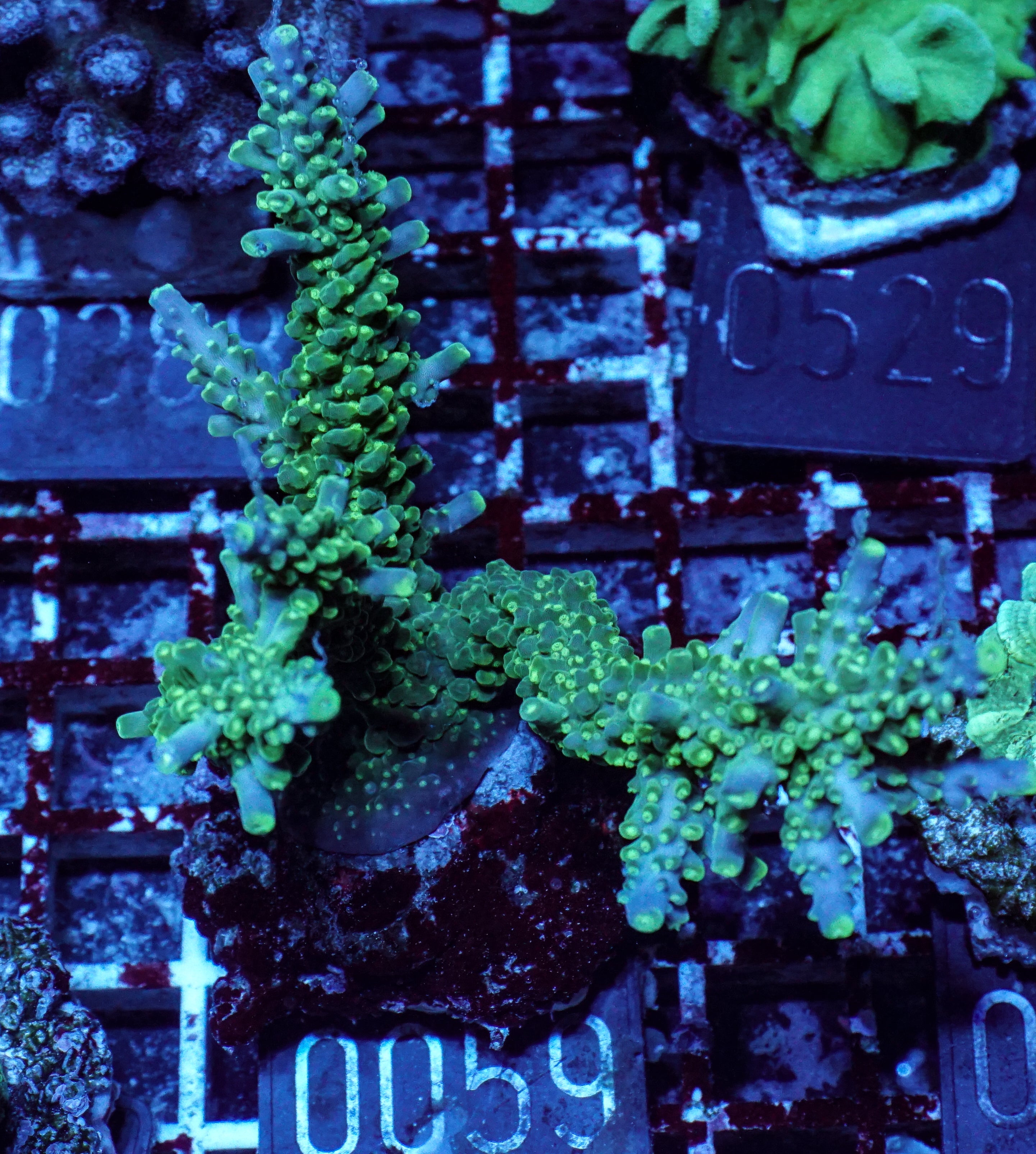 Acropora secale „Joker“