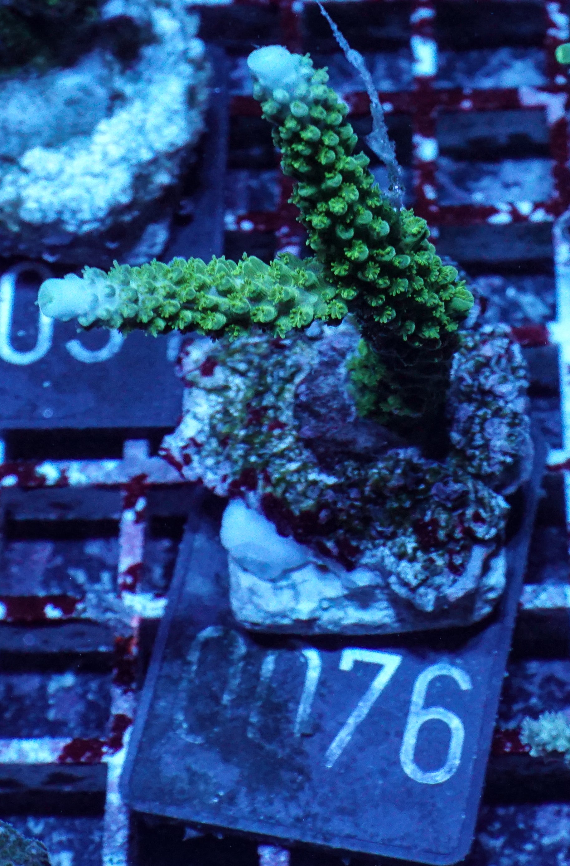 Acropora pulchra "die schöne" - rar und neu!