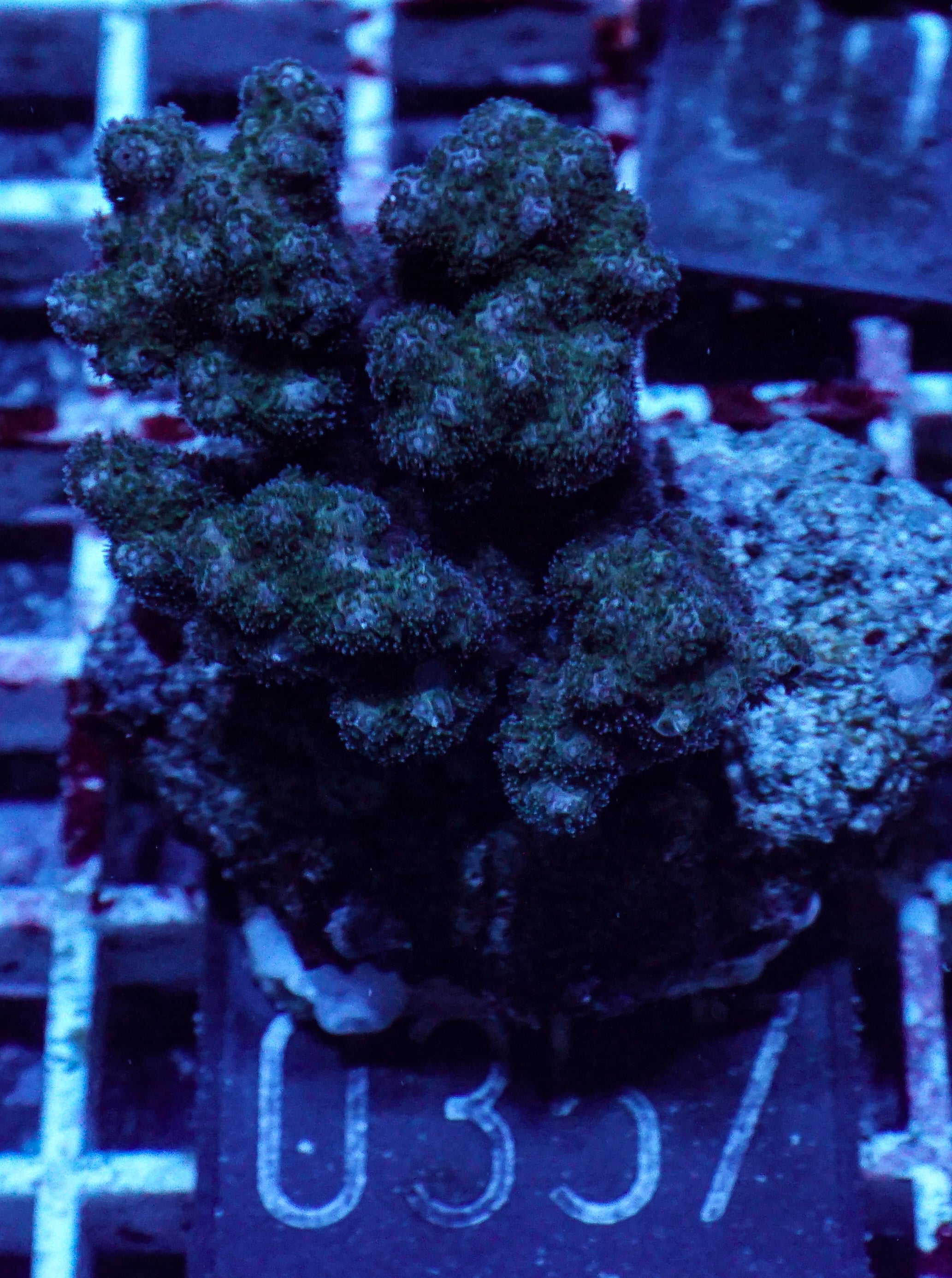 Pocillopora verrucosa