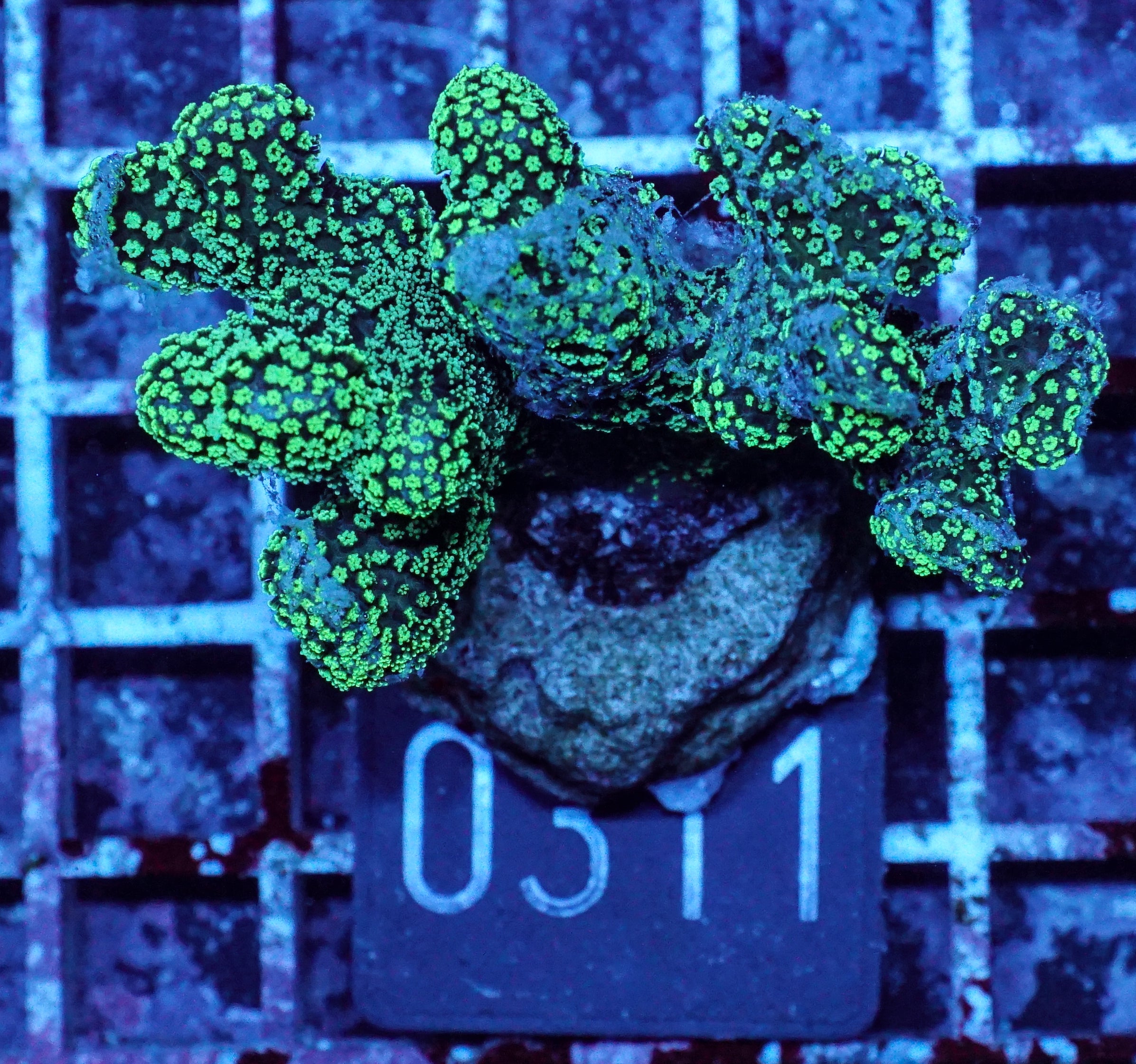 Stylophora pistillata "green"