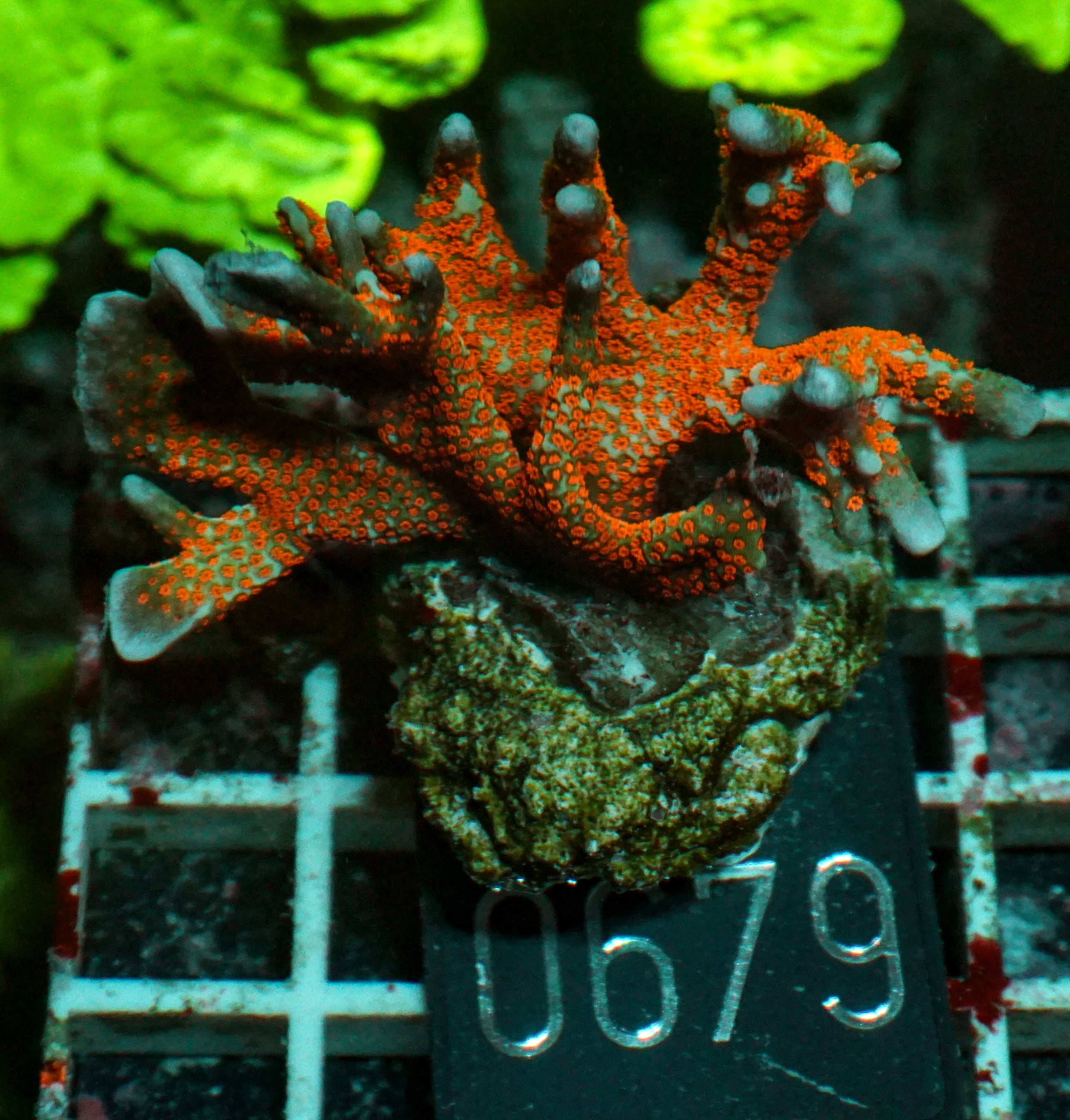 Montipora samarensis
