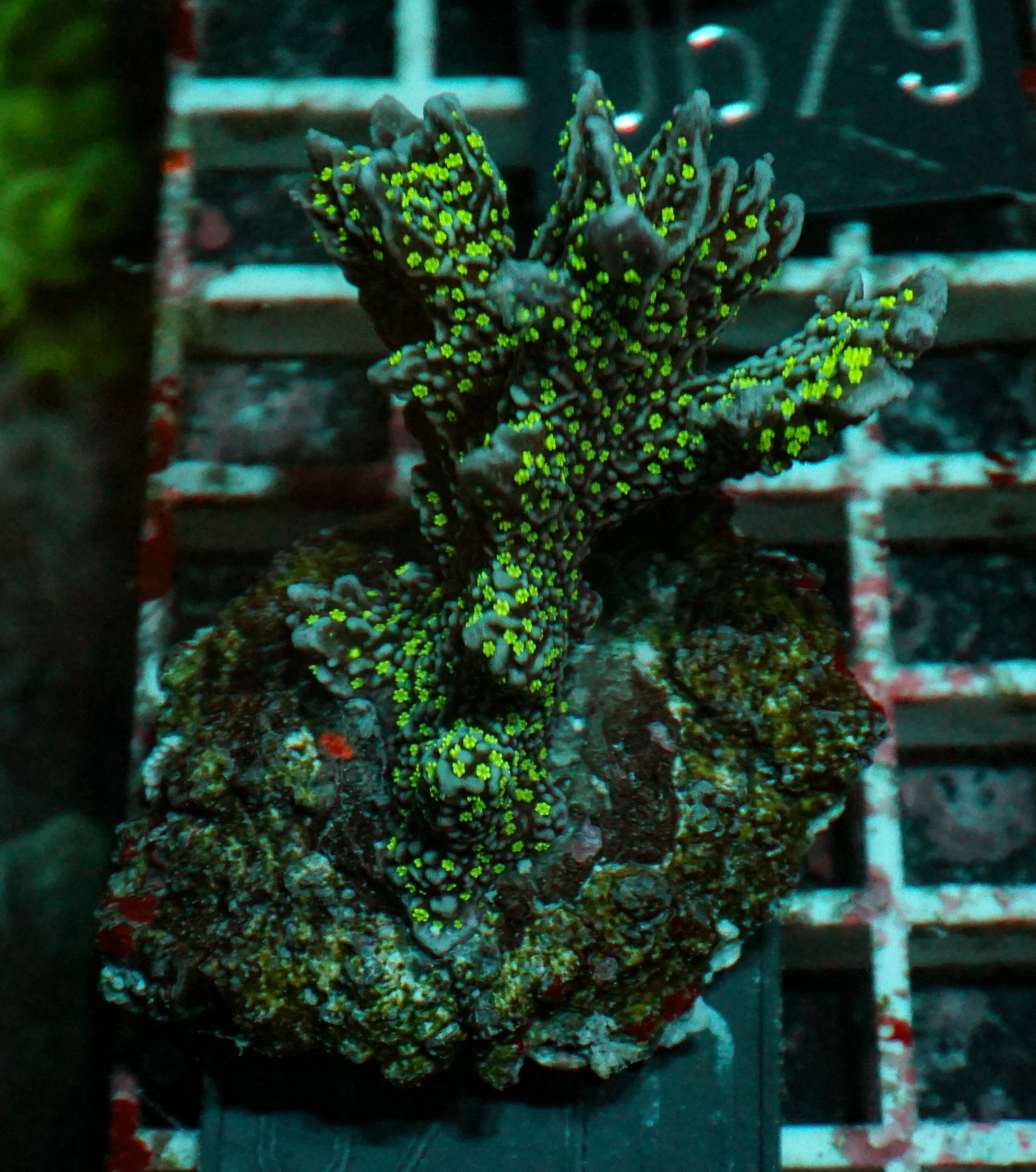 Montipora carinata “Star Wars”
