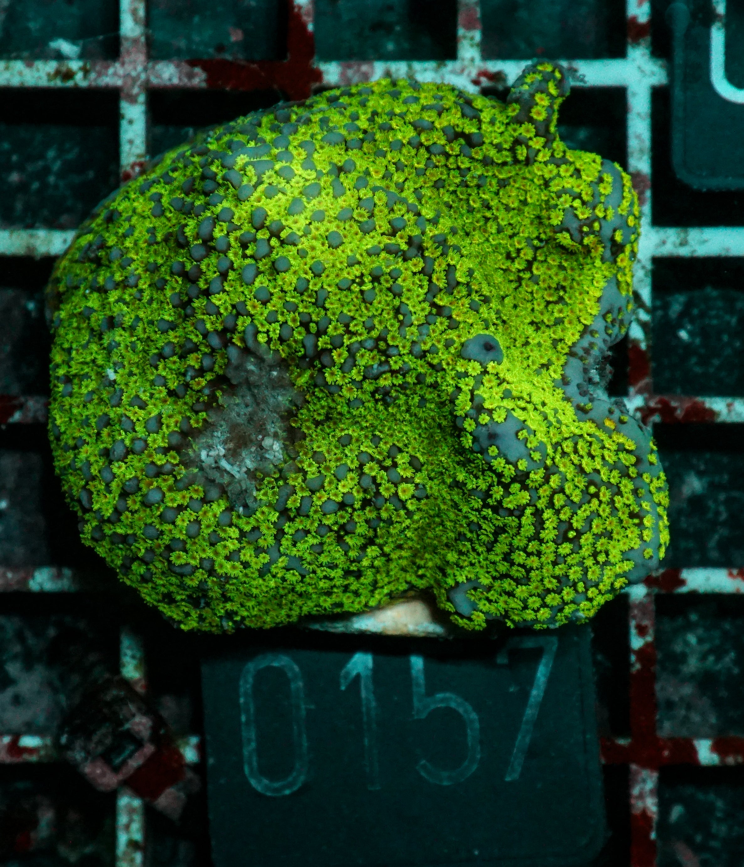 Montipora mollis "rainbow"