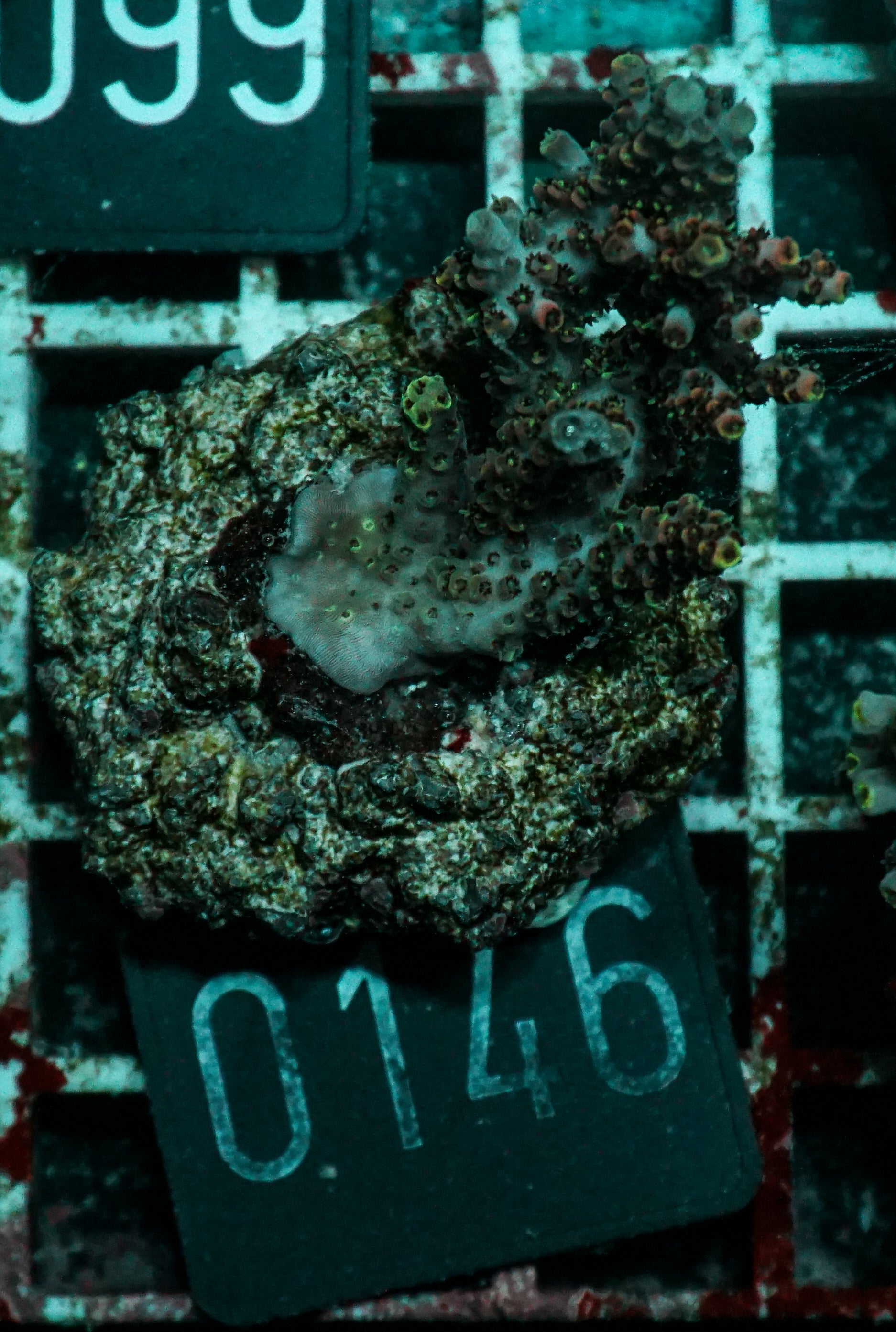 Acropora hyacinthus "pink lady"