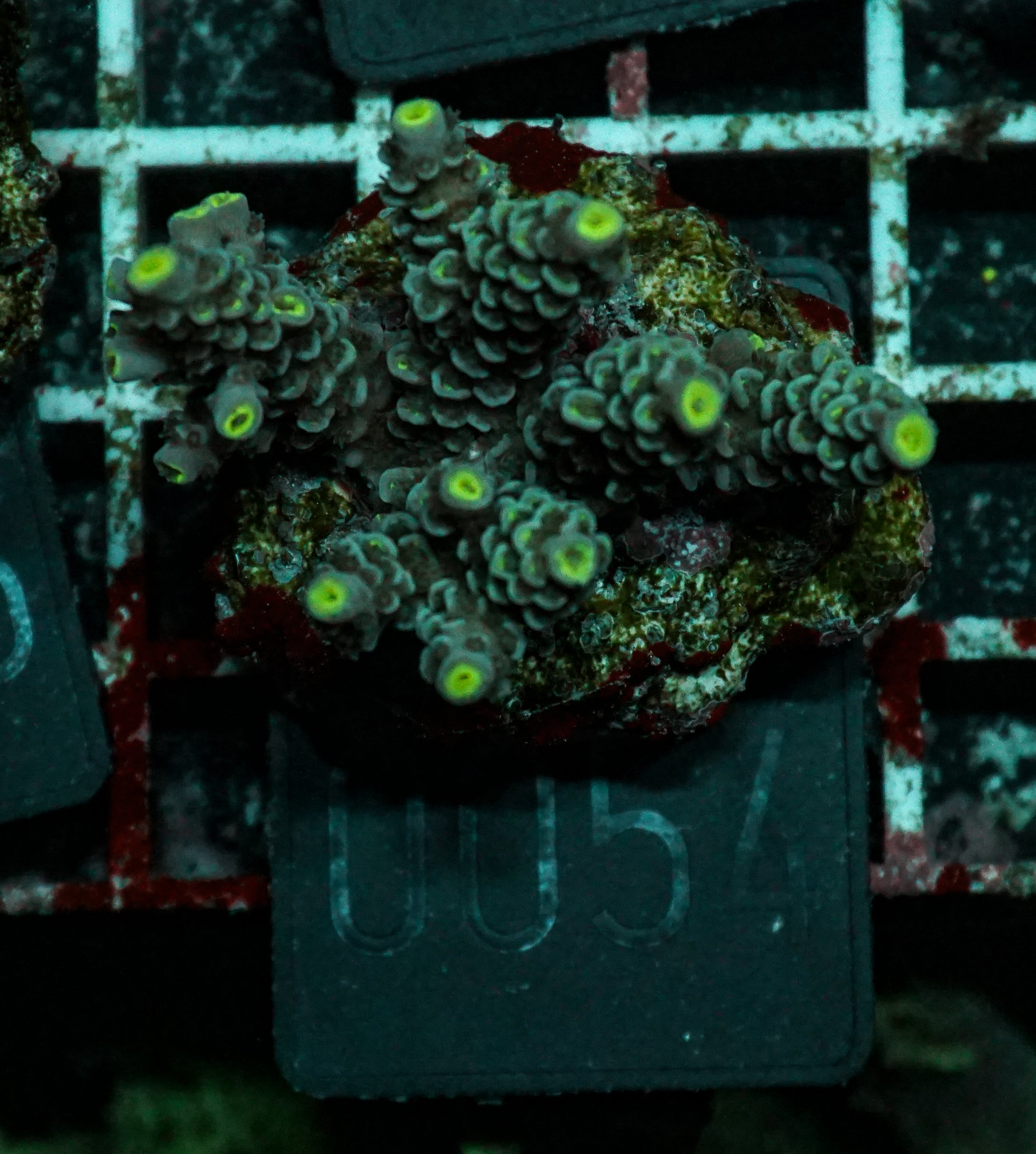 Acropora tenuis “Walt Disney art”