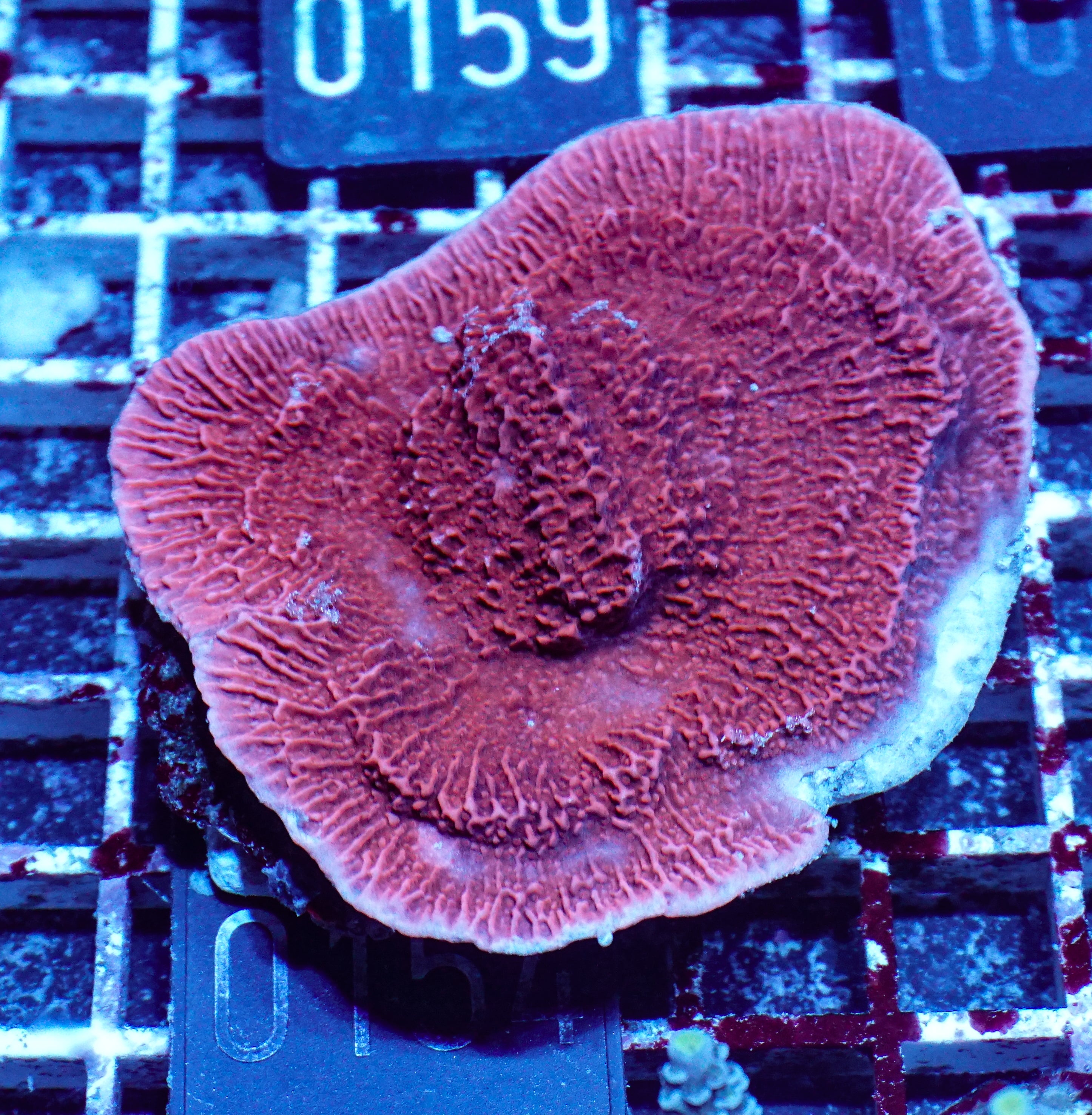 Montipora foliosa