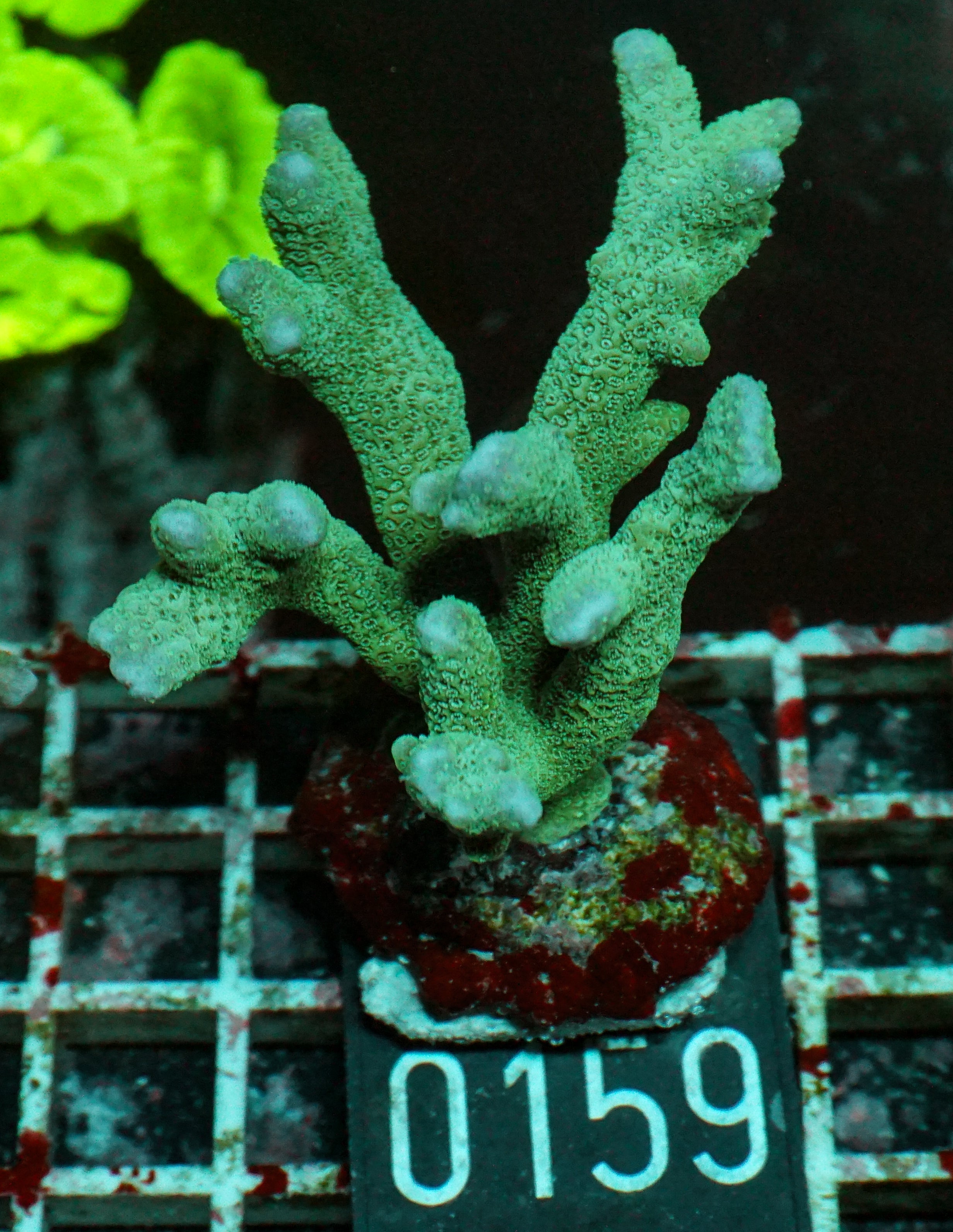 Montipora gaimardi