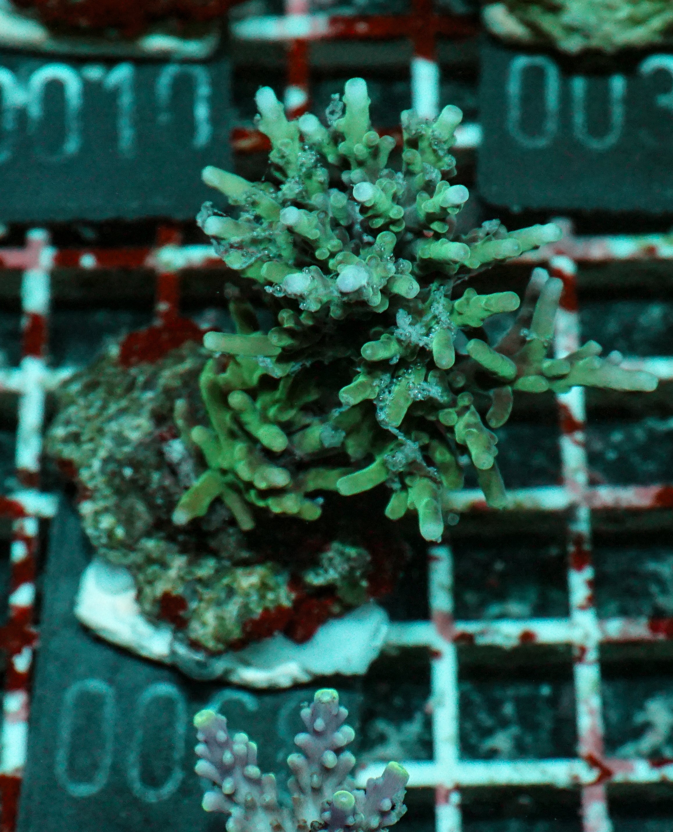 Acropora echinata