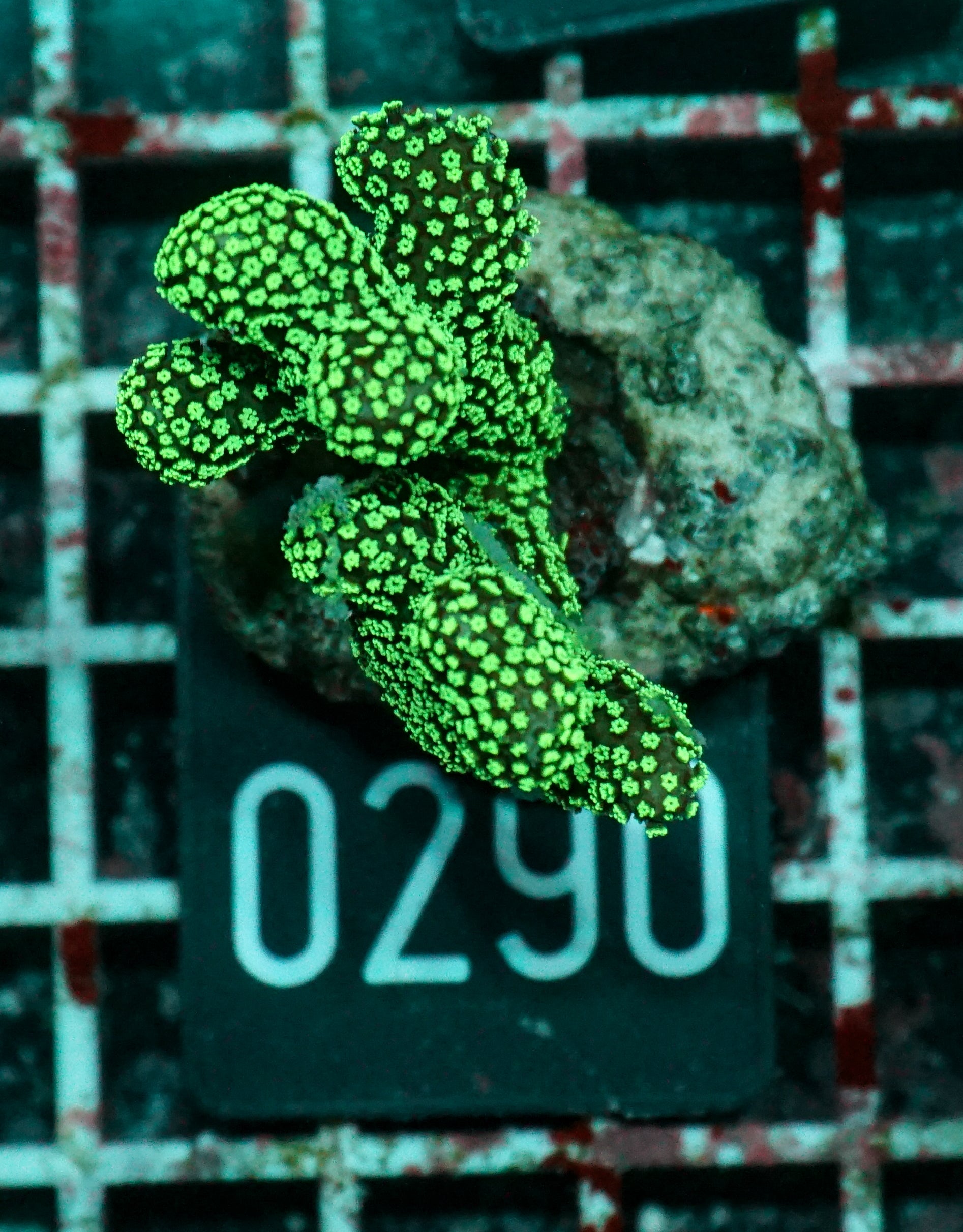 Stylophora pistillata "green"