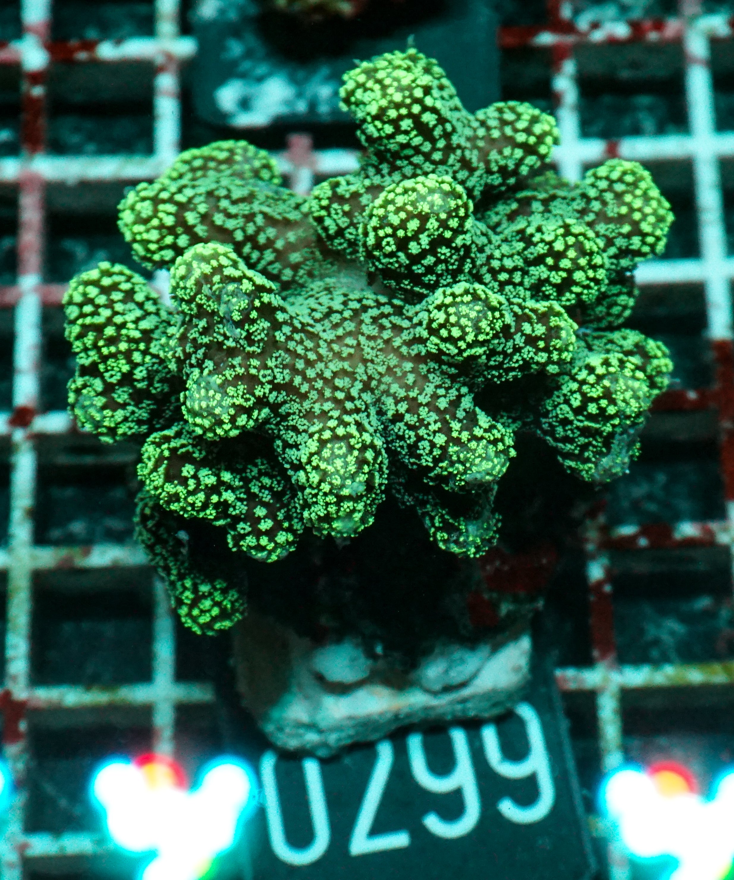 Stylophora pistillata "green"
