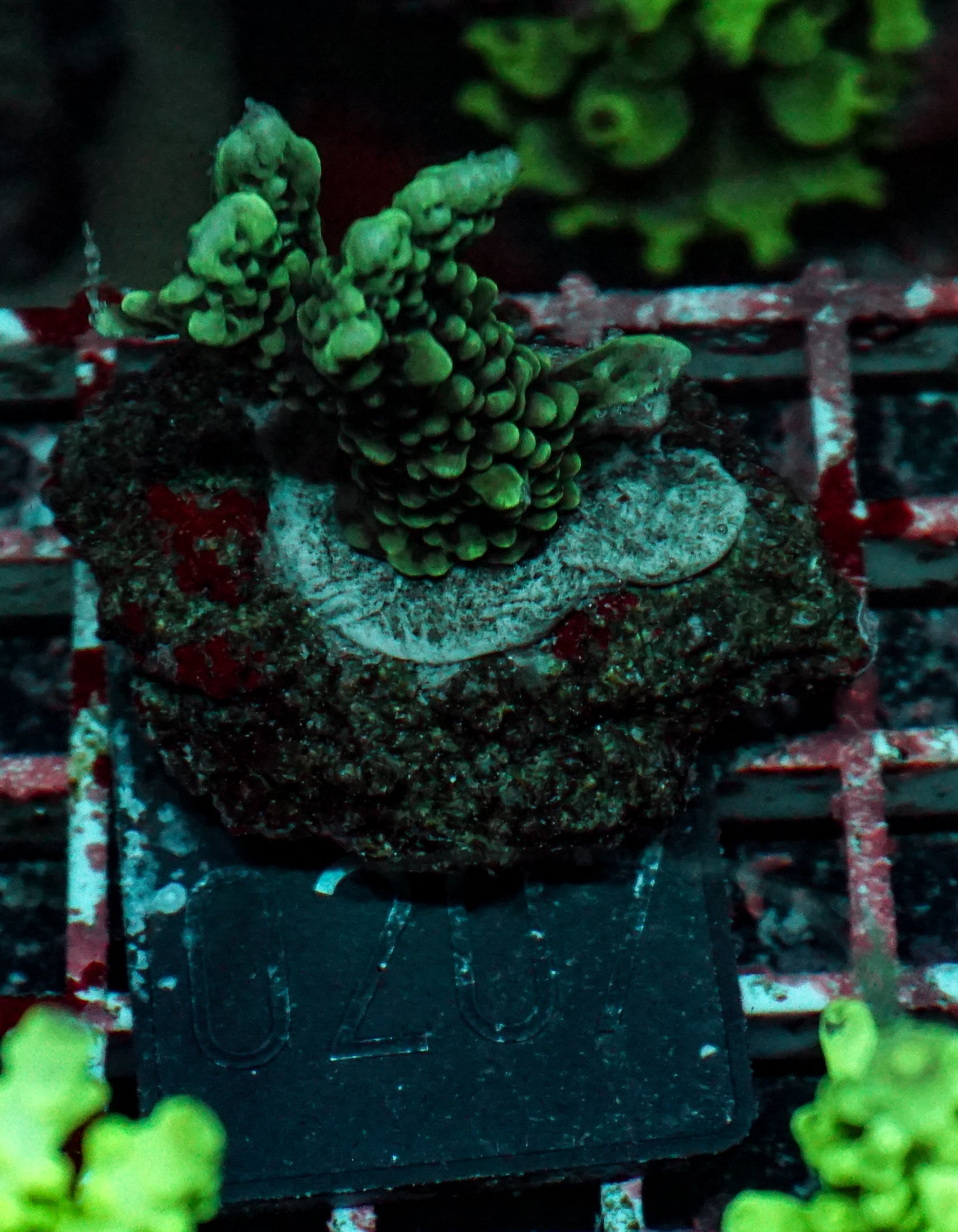 Montipora verrucosa