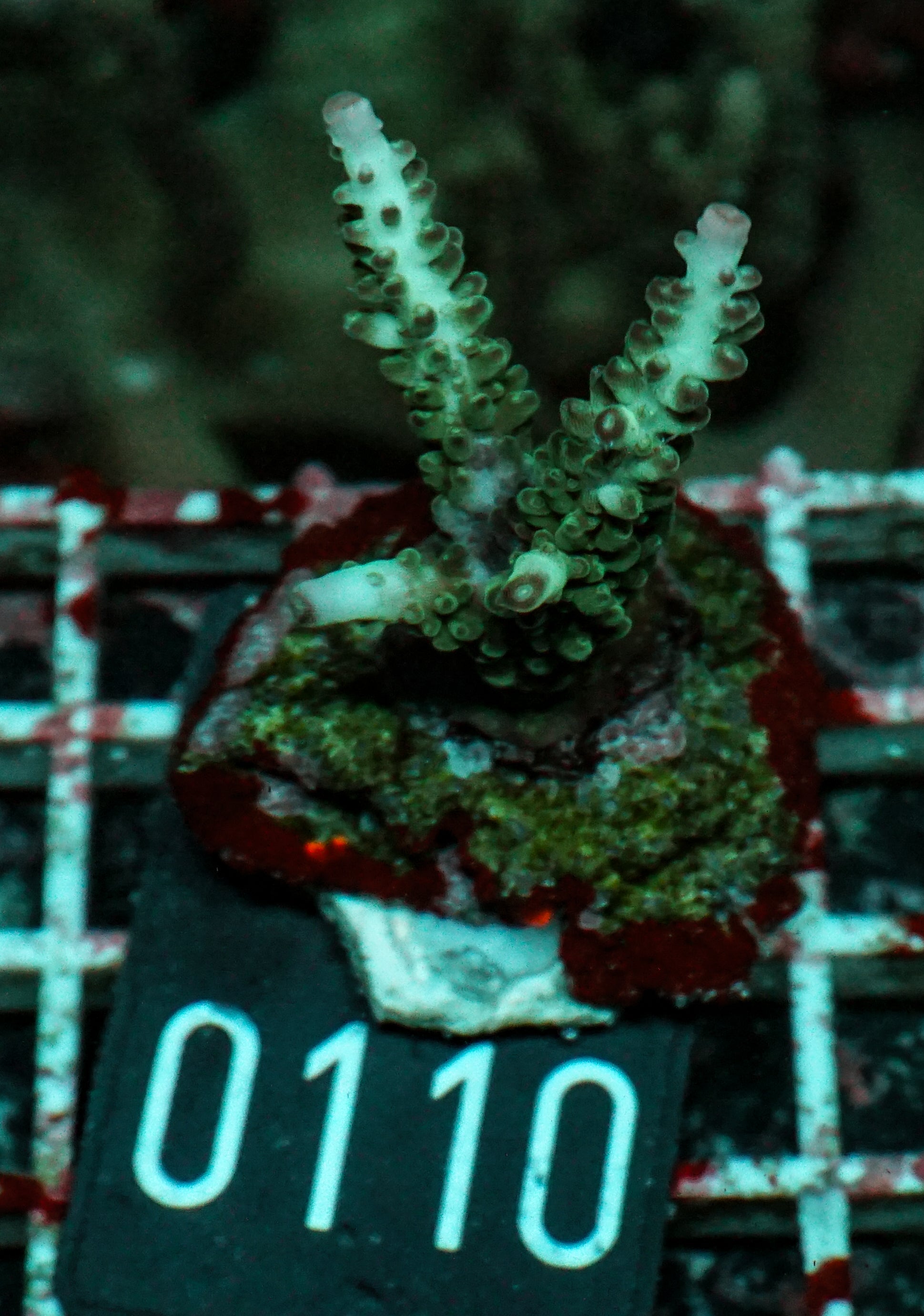 Acropora kosurini „pink tips“