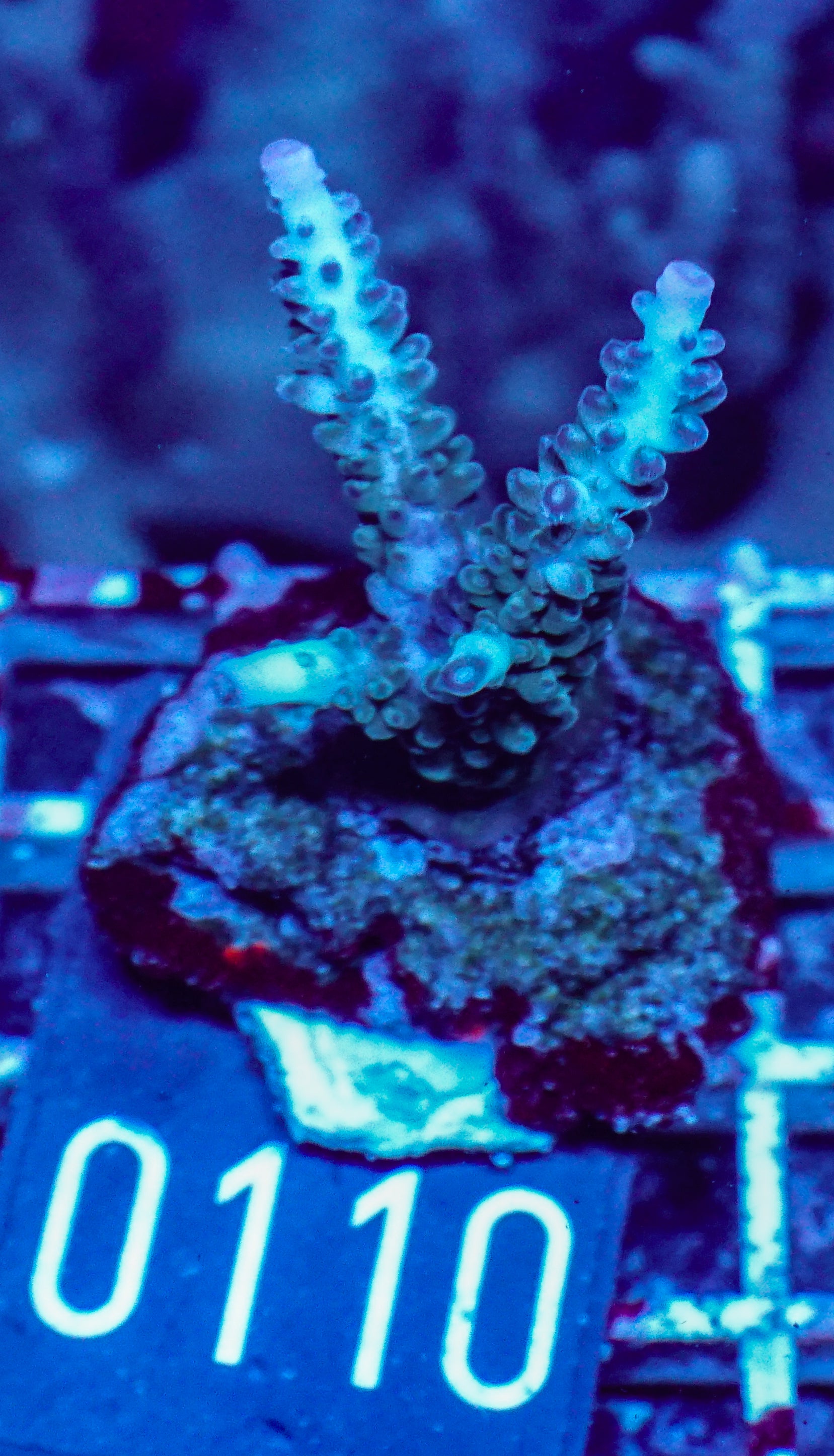 Acropora kosurini „pink tips“