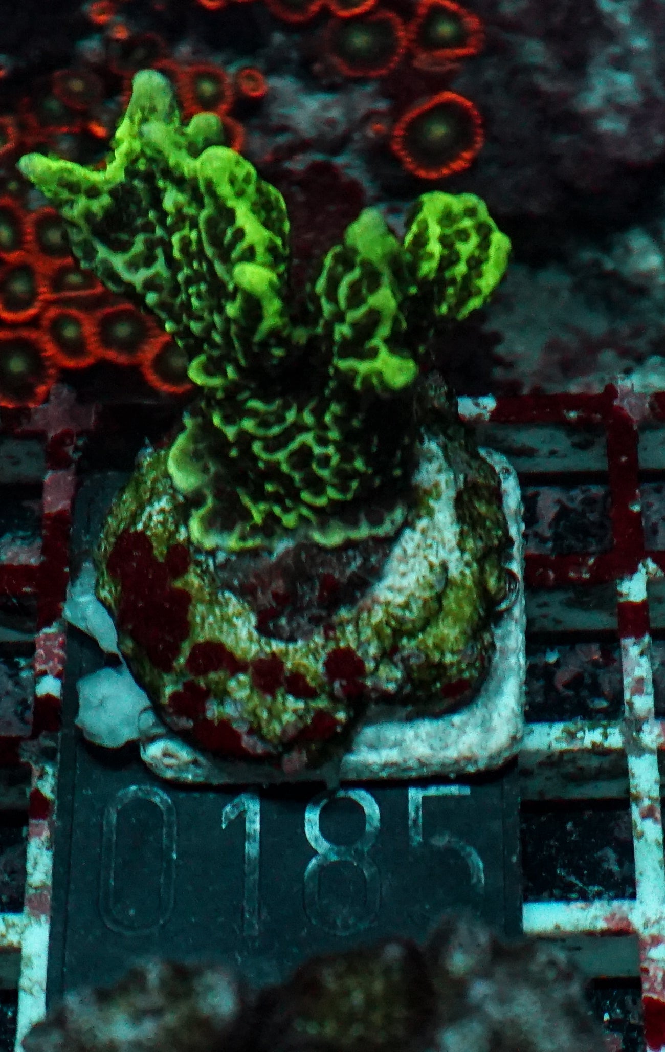 Montipora confusa
