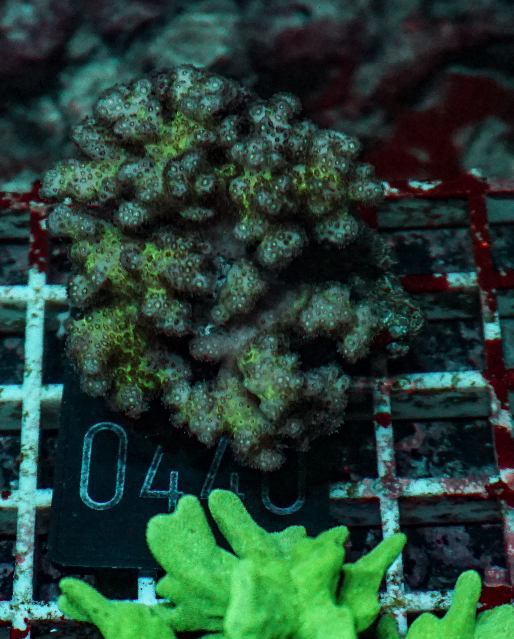 Pocillopora damicornis "pink"
